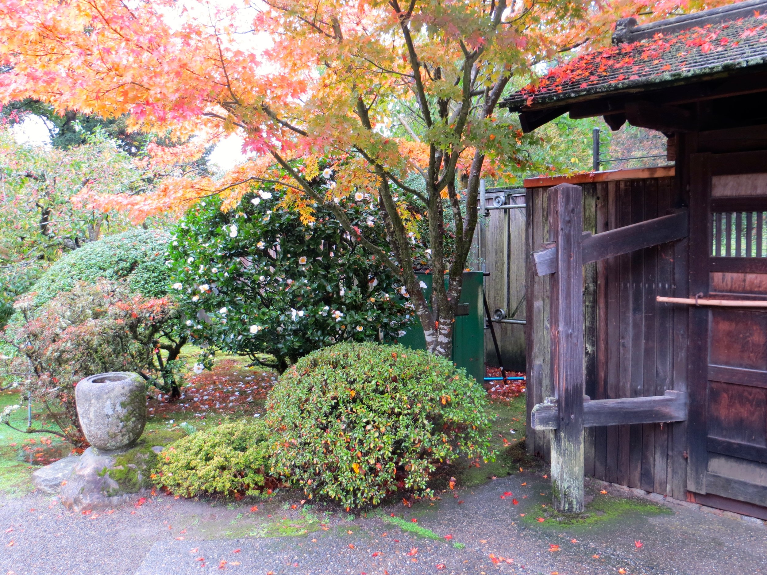 ‘Tago-no-tsuki’ is an elegant presence at the original entry to the garden. Photo: Aleks Monk.