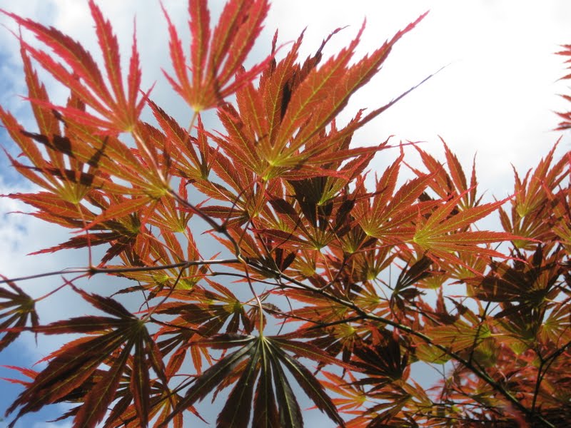 The striking foliage shapes lends to its uproar of a name. Acer palmatum ‘Inazuma’, The Thunderer. Photo: Aleks Monk.