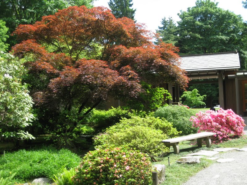 ‘Inazuma’ is a striking presence at the entry to the garden. Photo: Aleks Monk.