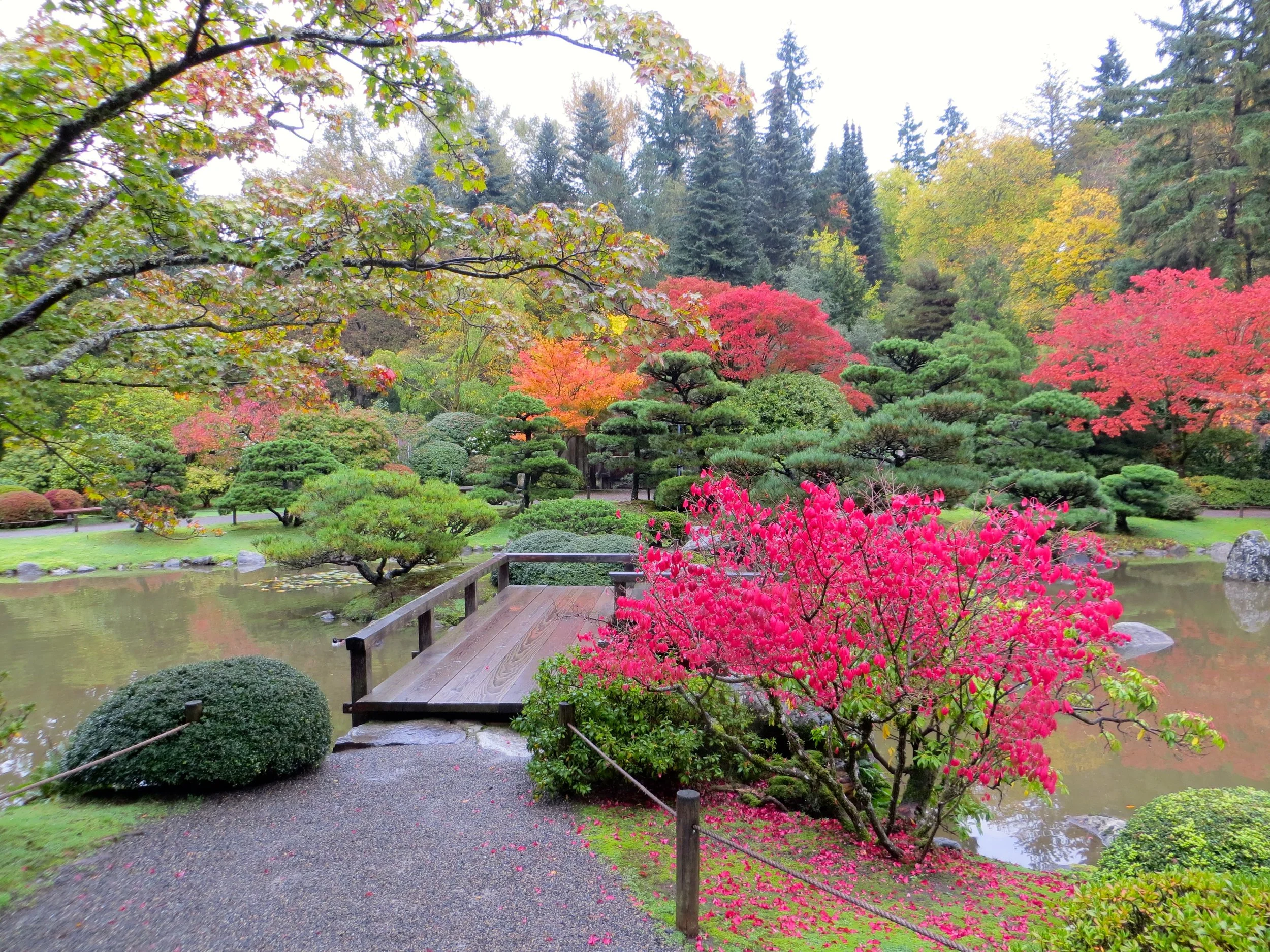 Euonymus alatus, also known as burning bush, adds striking color to the Japanese Garden.