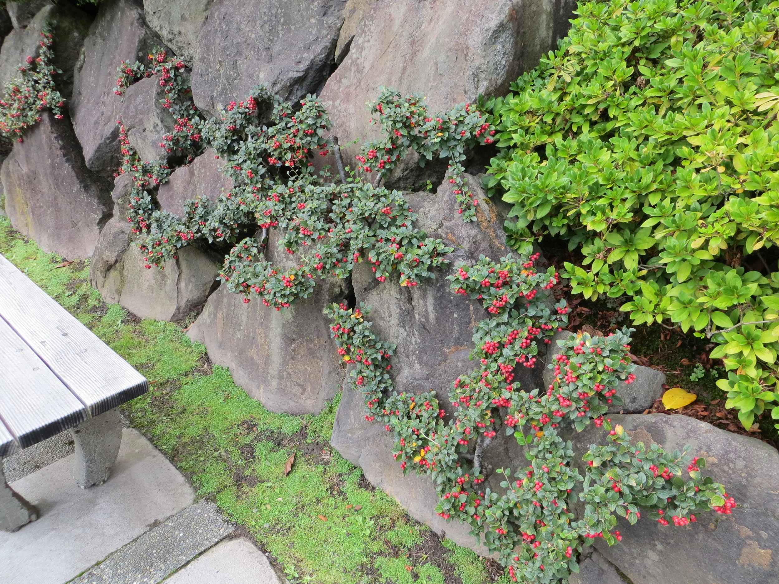 Cottoneaster dielsianus, carefully pruned into a horizontally spreading shape, which highlights its attractive red berries.