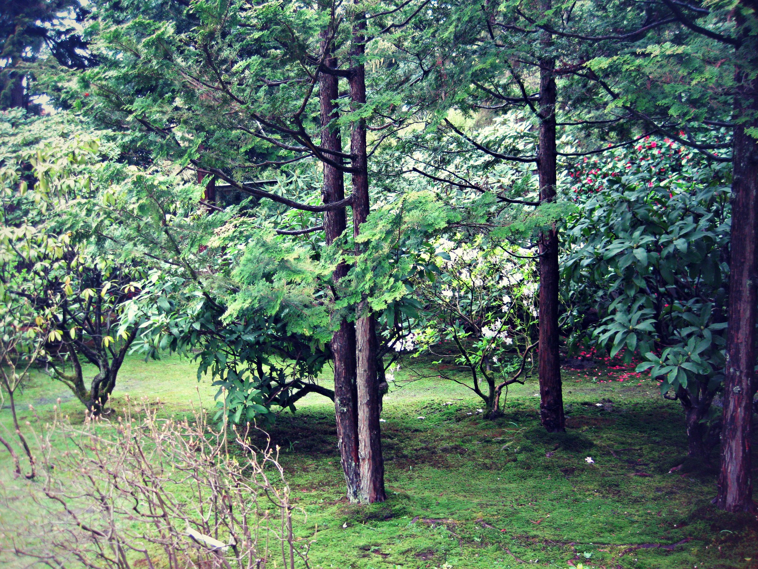 Hinoki A Revered Conifer Seattle Japanese Garden,Patty Pan Squash