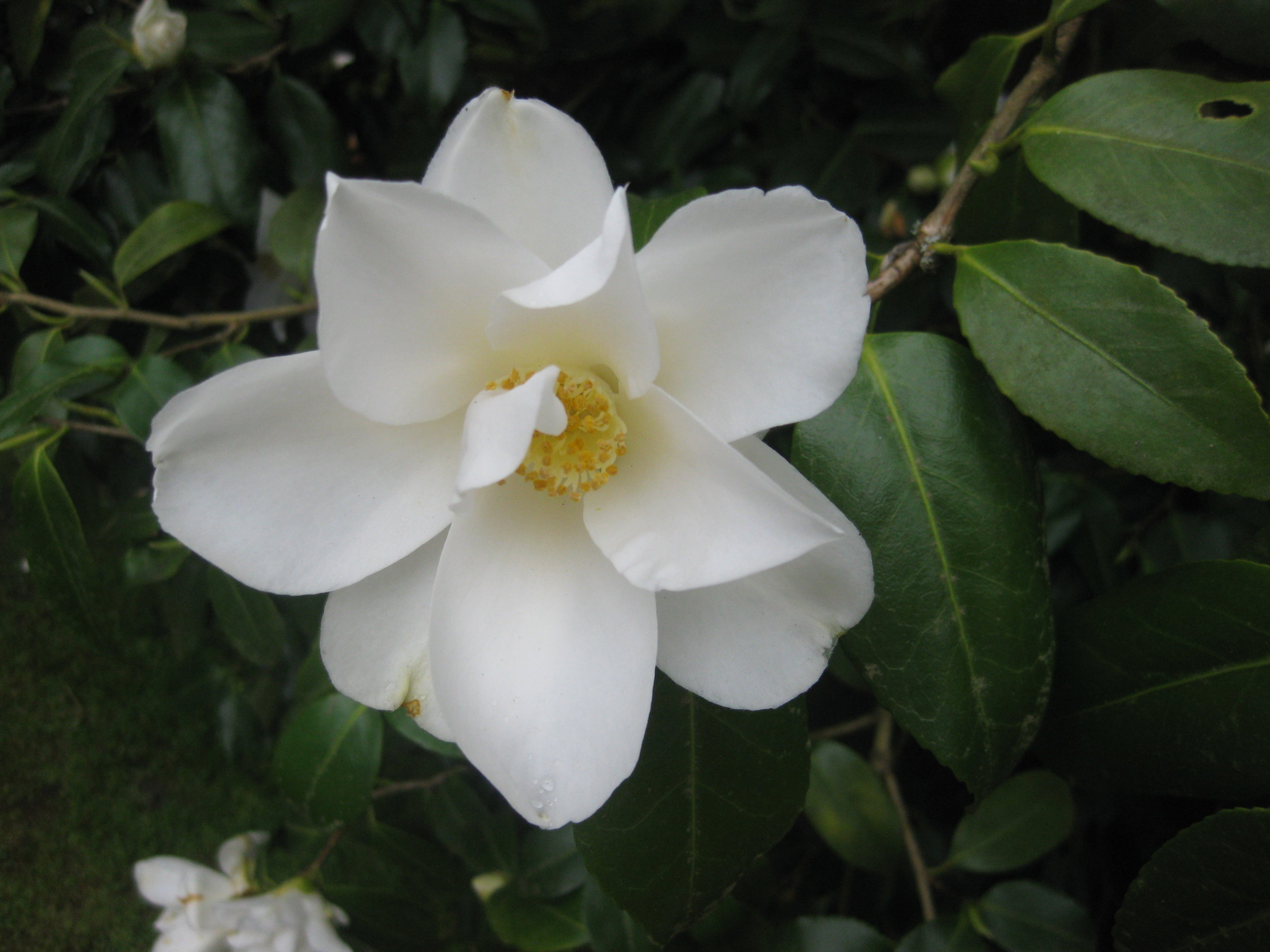 Camellia flowers