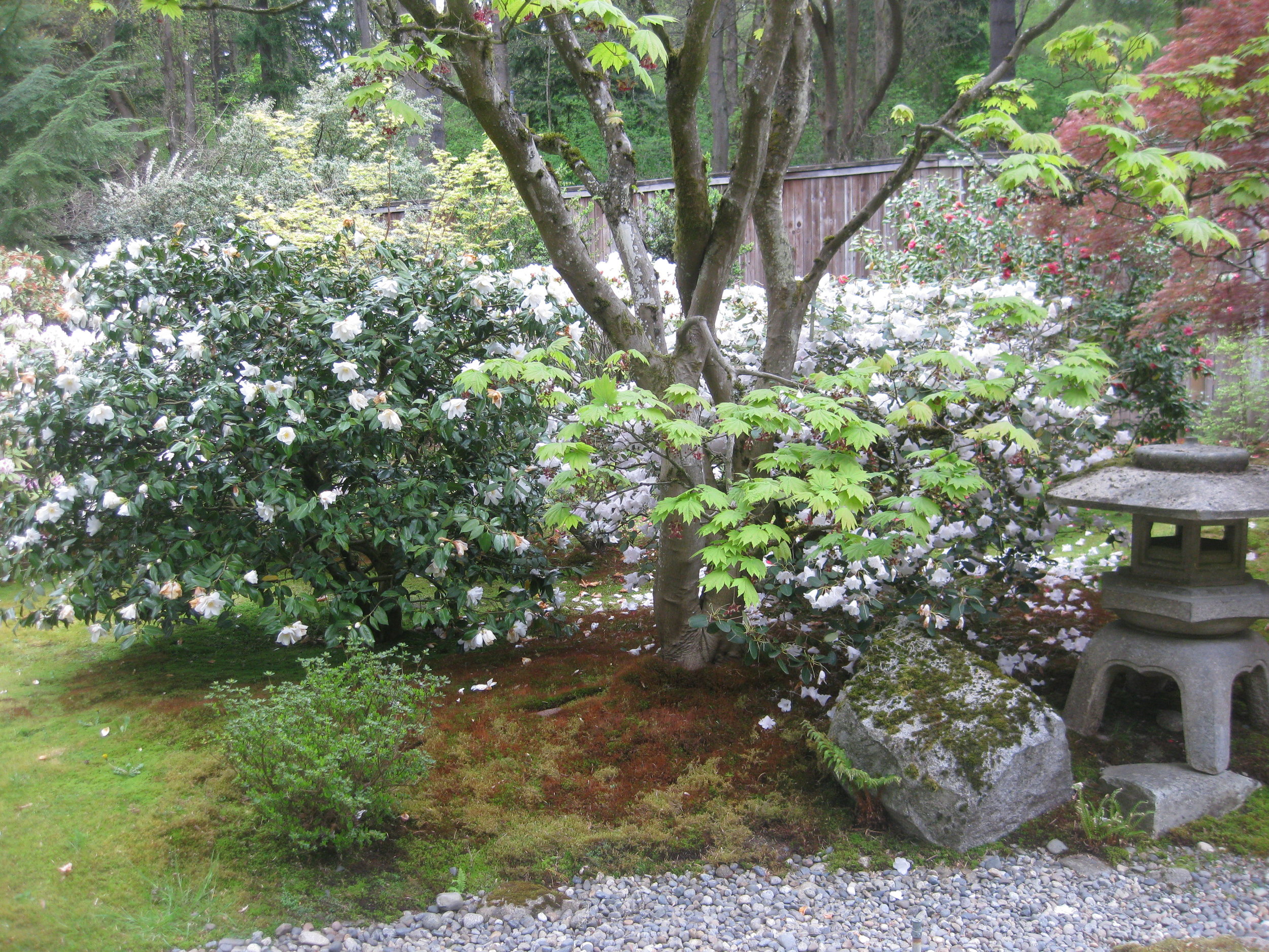 A profusion of Japanese Camellias greet visitors in early March, when the garden reopens to the public. Photo: Aleks Monk.