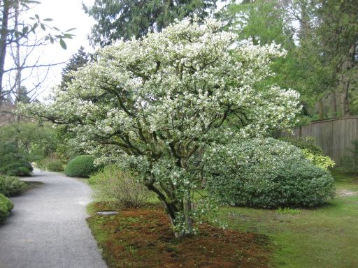 Spring-blooming Osmanthus x burkwodii – Area D (Photos by Aleks Monk, 4/1/13)