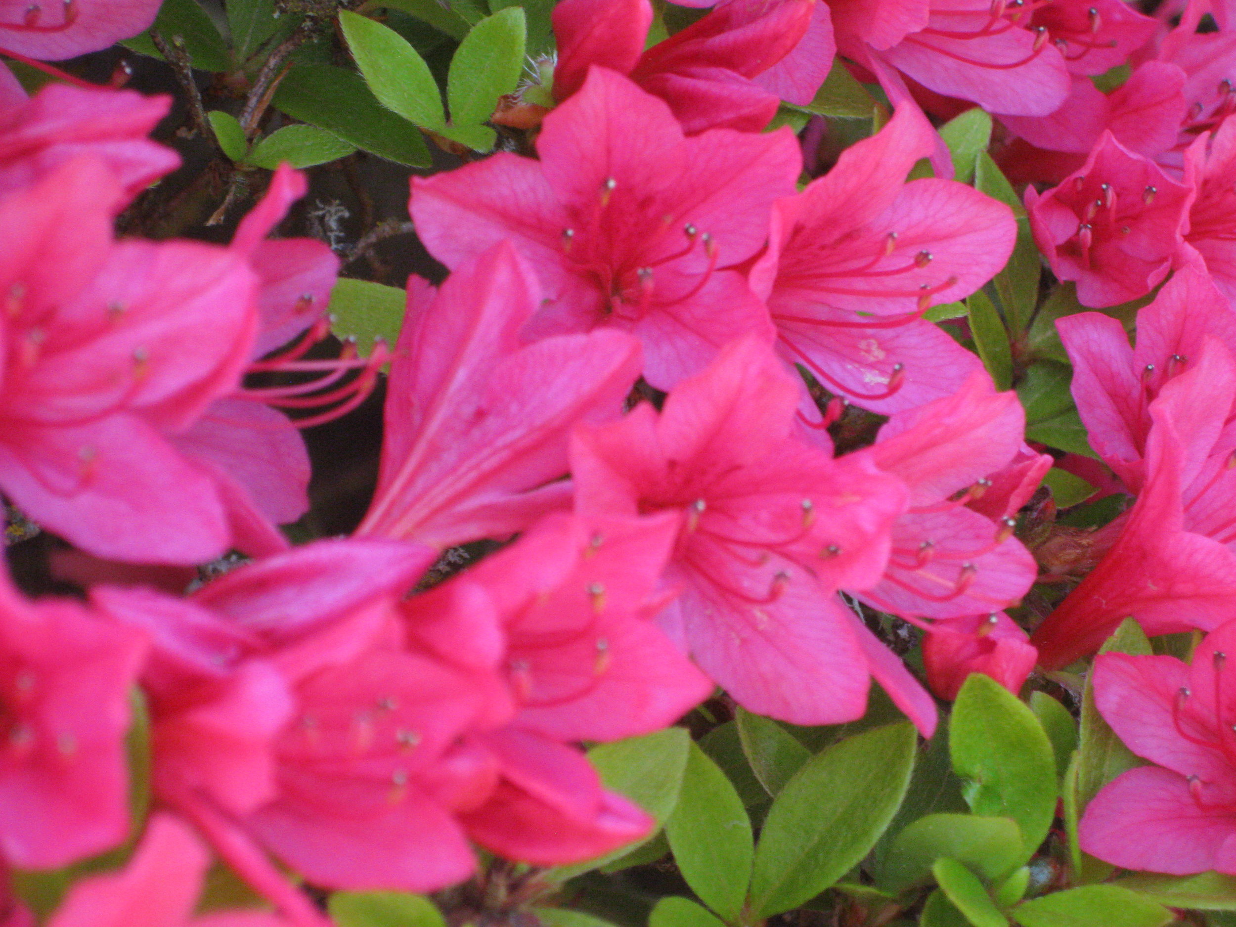 The Arnold Azalea's flowers (photo by Aleks Monk, May 6, 2012)