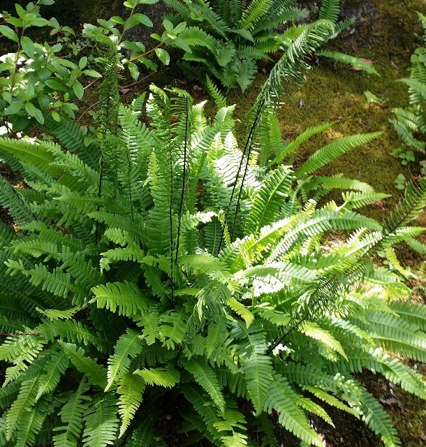 Deer Fern (photo by Corinne Kennedy, 2017)