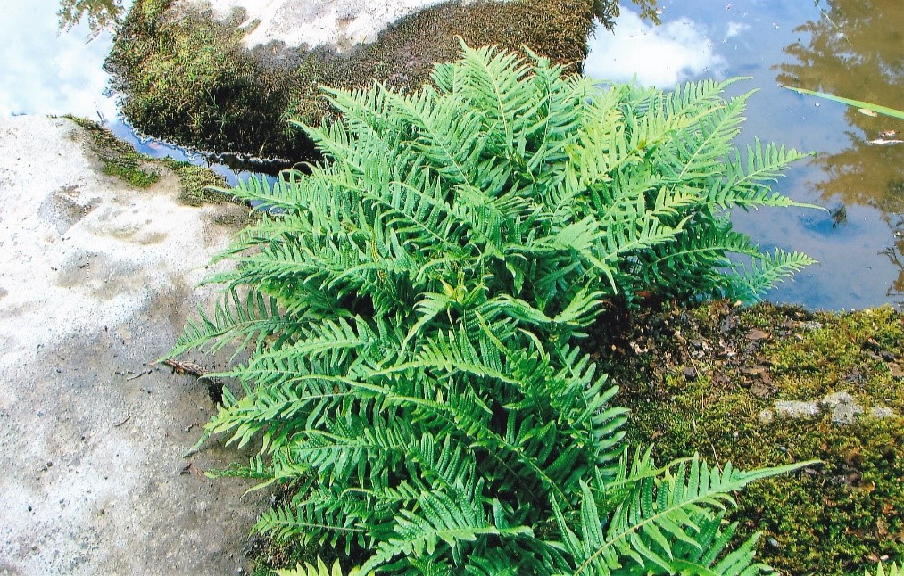 Licorice Fern (photo by Kathleen Smith, 20007)