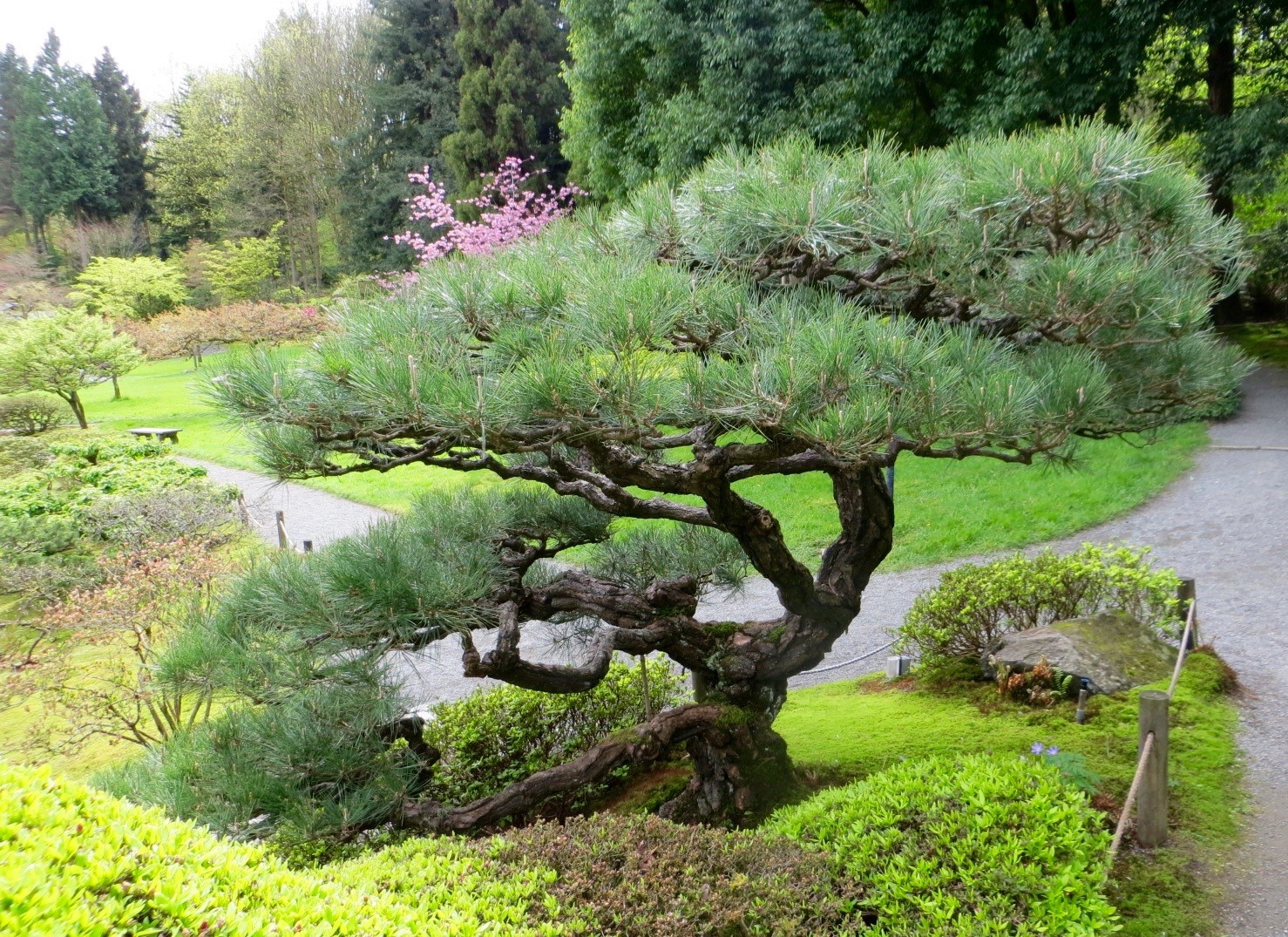 Over 100 years old, the Japanese Black Pine ( Pinus thunbergii ) by Aleks Monk