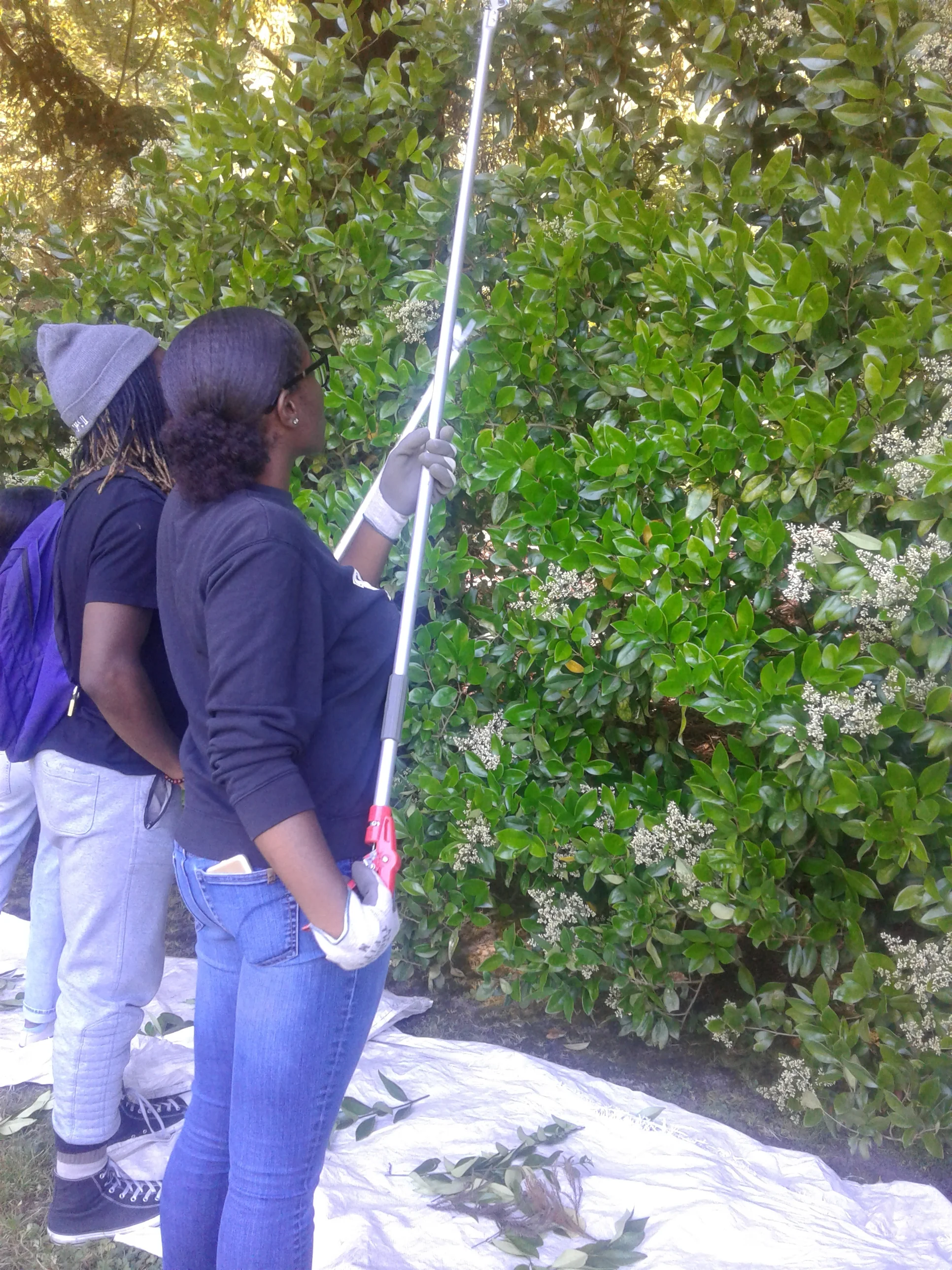 Volunteers pruning hedges