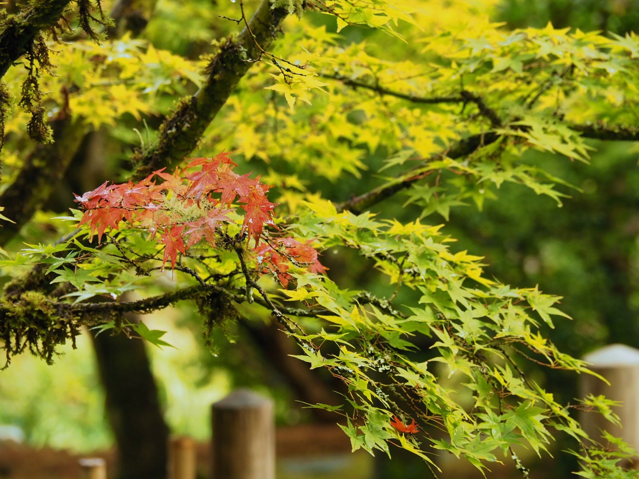 Special maple tree provides vibrant early color