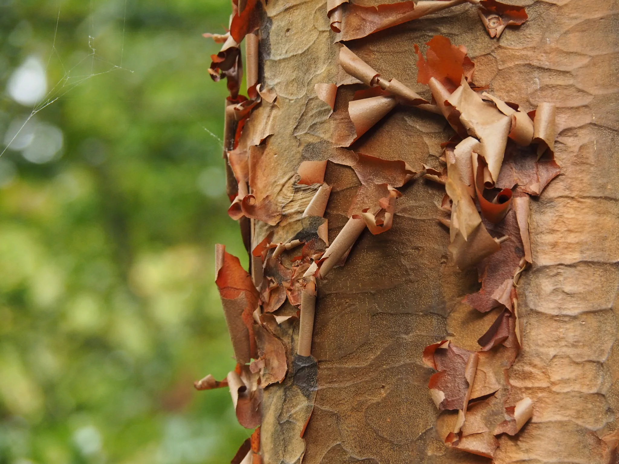 Paperbark maple ( Acer griseum )