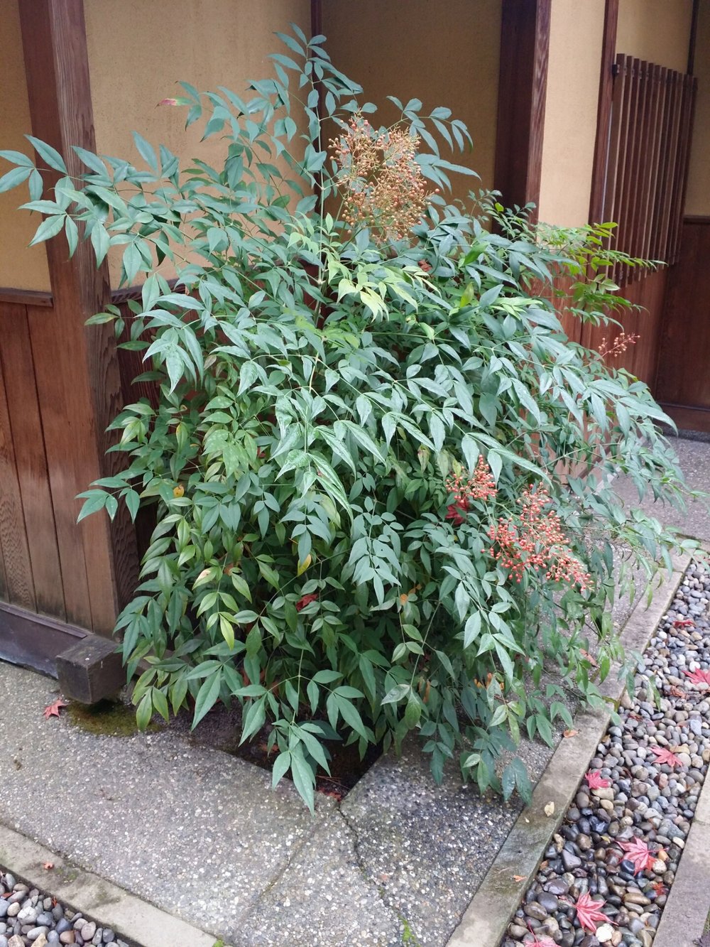 heavenly bamboo is a graceful shrub, not a true bamboo — seattle