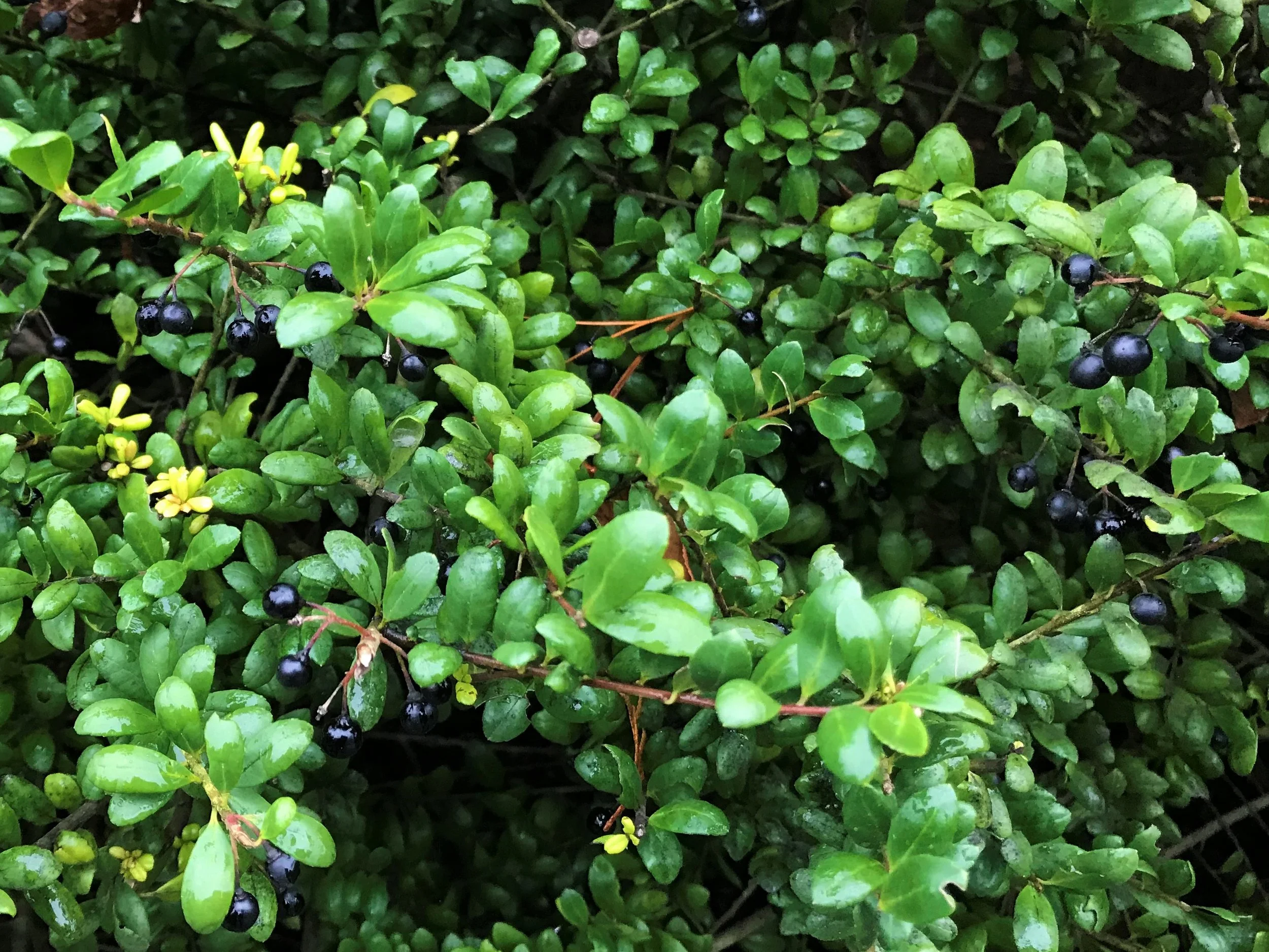Japanese Holly: A Subtle Gem