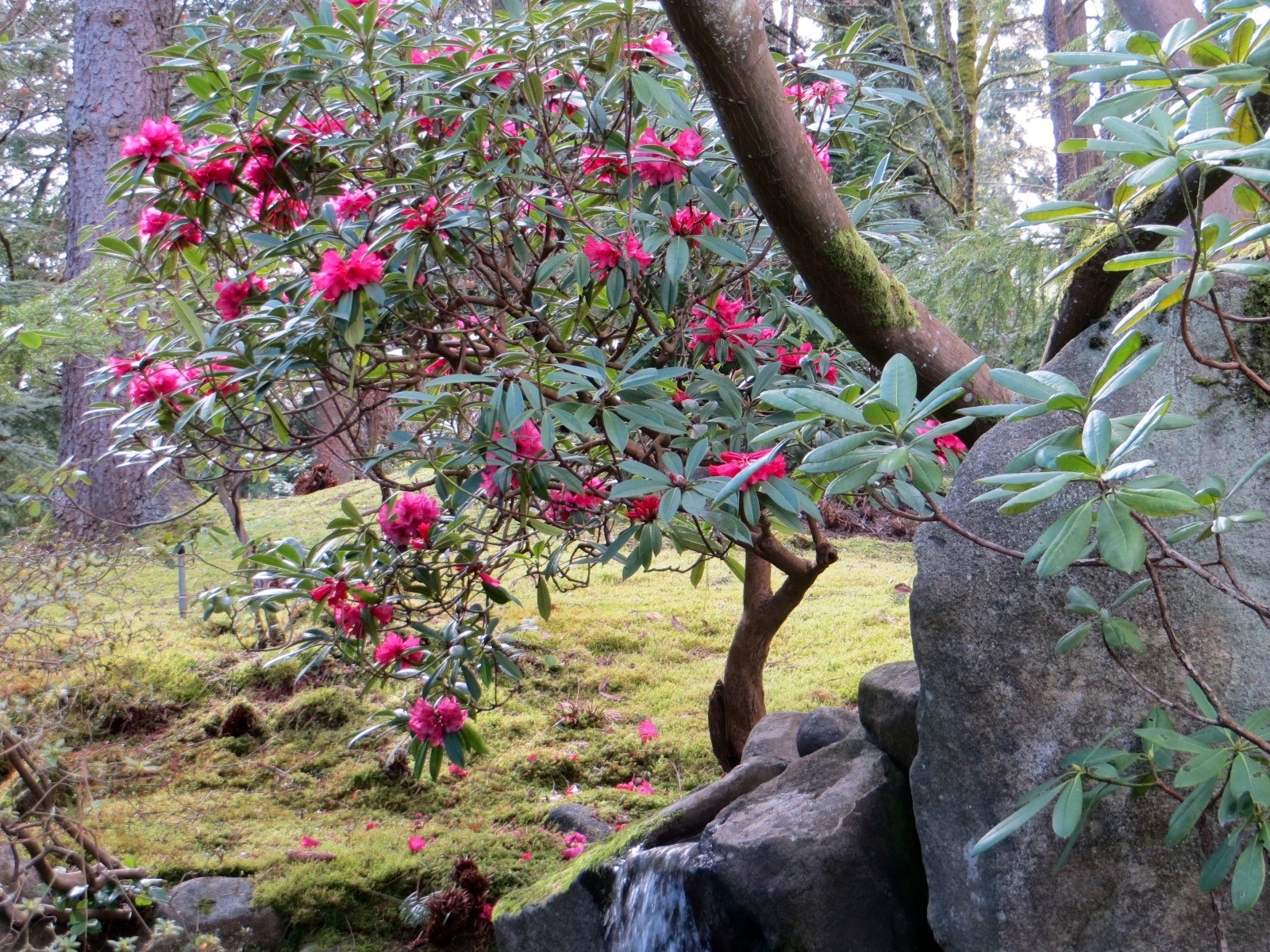 In Bloom: The Early-Blooming Rhododendron Behind The Waterfall