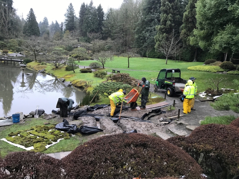  Three shore pines at the northwest corner of the pond were removed and transplanted to the parking lot to replace a big-leaf maple that failed in November. of last year.&nbsp; The soil was removed and a drainage system was installed to help reduce t