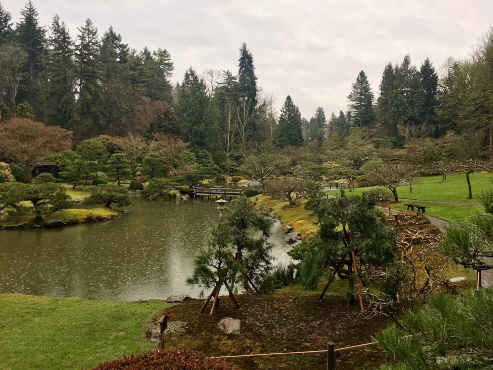  Three new trees (Japanese red pine or hybrid) were installed, two sourced from other areas of the Garden&nbsp; and one donated by Lonnie Carver, retiring Seattle Parks and Recreation Senior Gardener who worked at this garden for several years. 