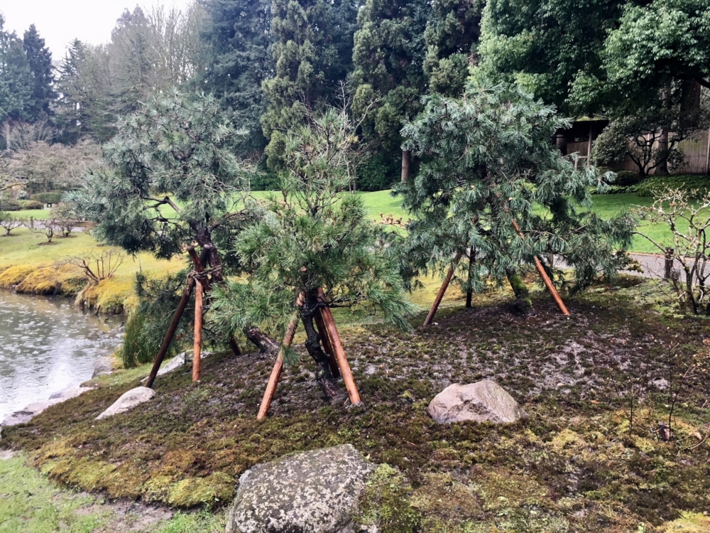 Moss was gathered and installed as a ground cover. "We are looking forward to seeing how these trees respond to their new home," says Putnicki.