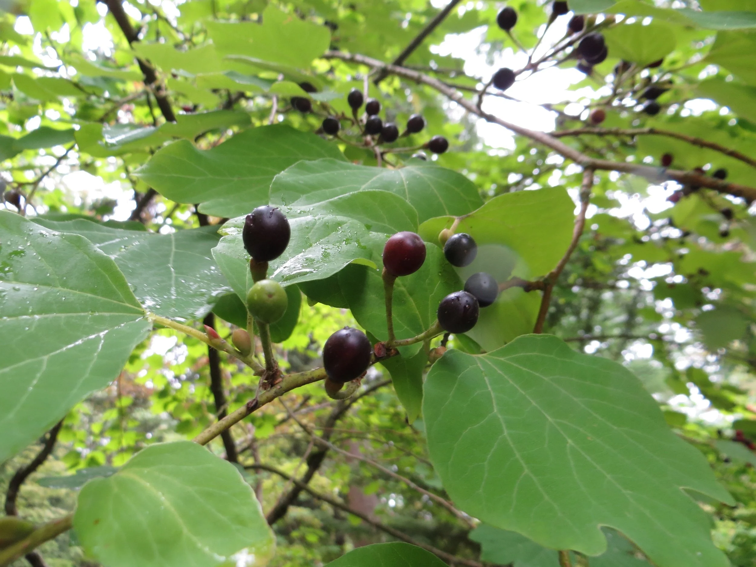 Berries of Lindera obtusiloba (Aleks Monk, 9/23/14)