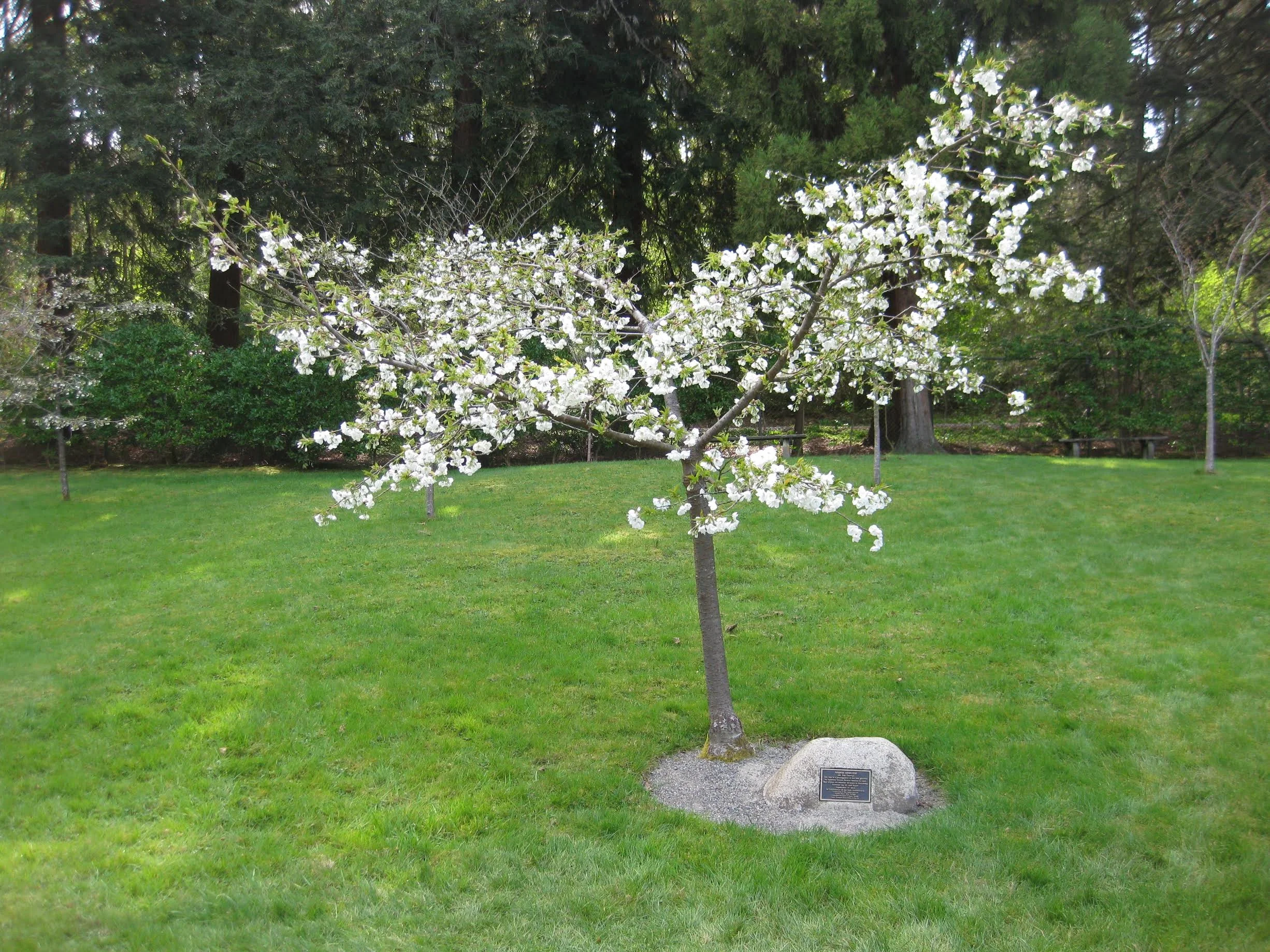 ‘Shirotae’ flowering cherry (photo by Aleks Monk, 2013)