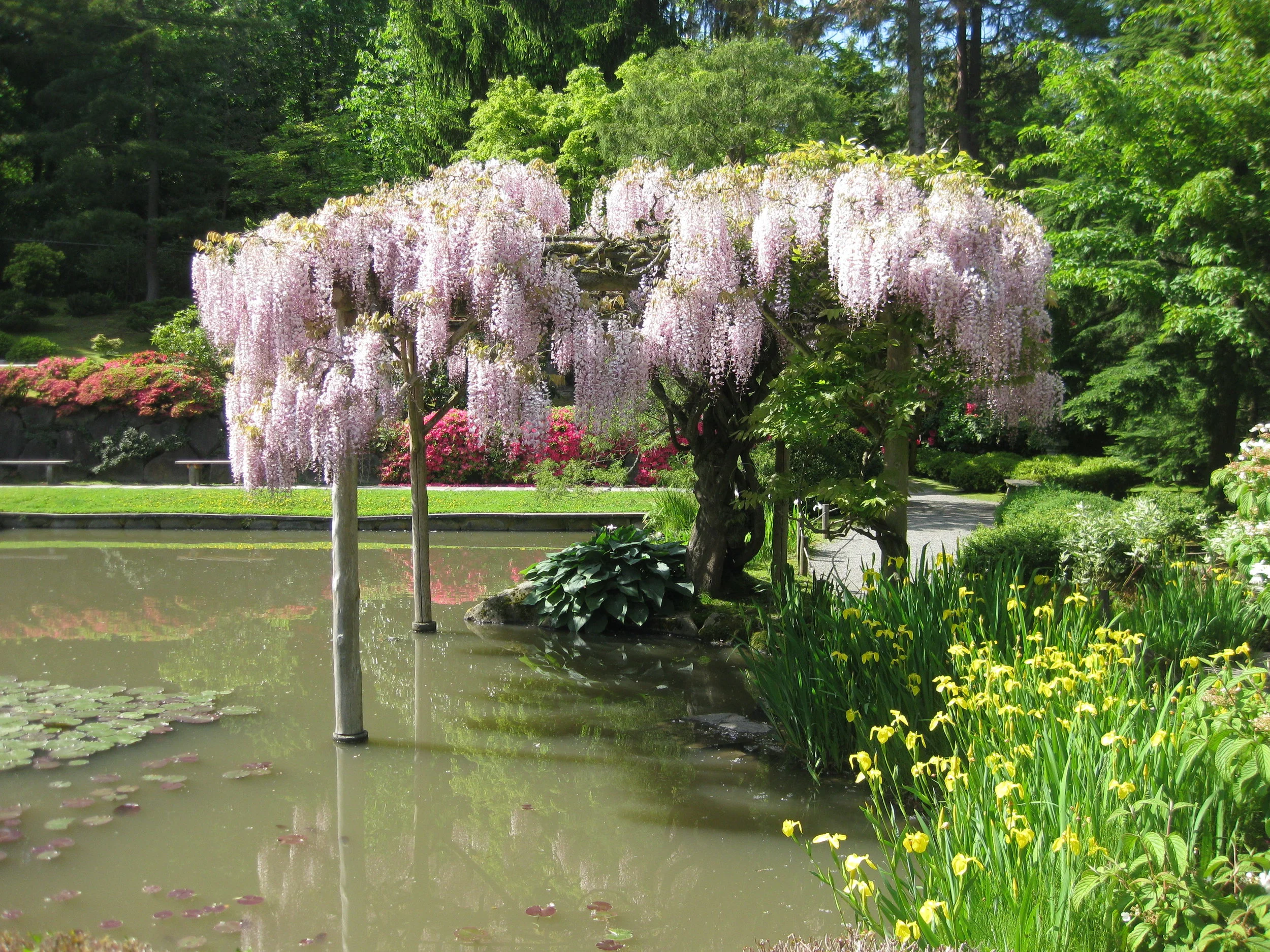 Japanese Wisteria Brings Late Spring Beauty to the Seattle Japanese Garden