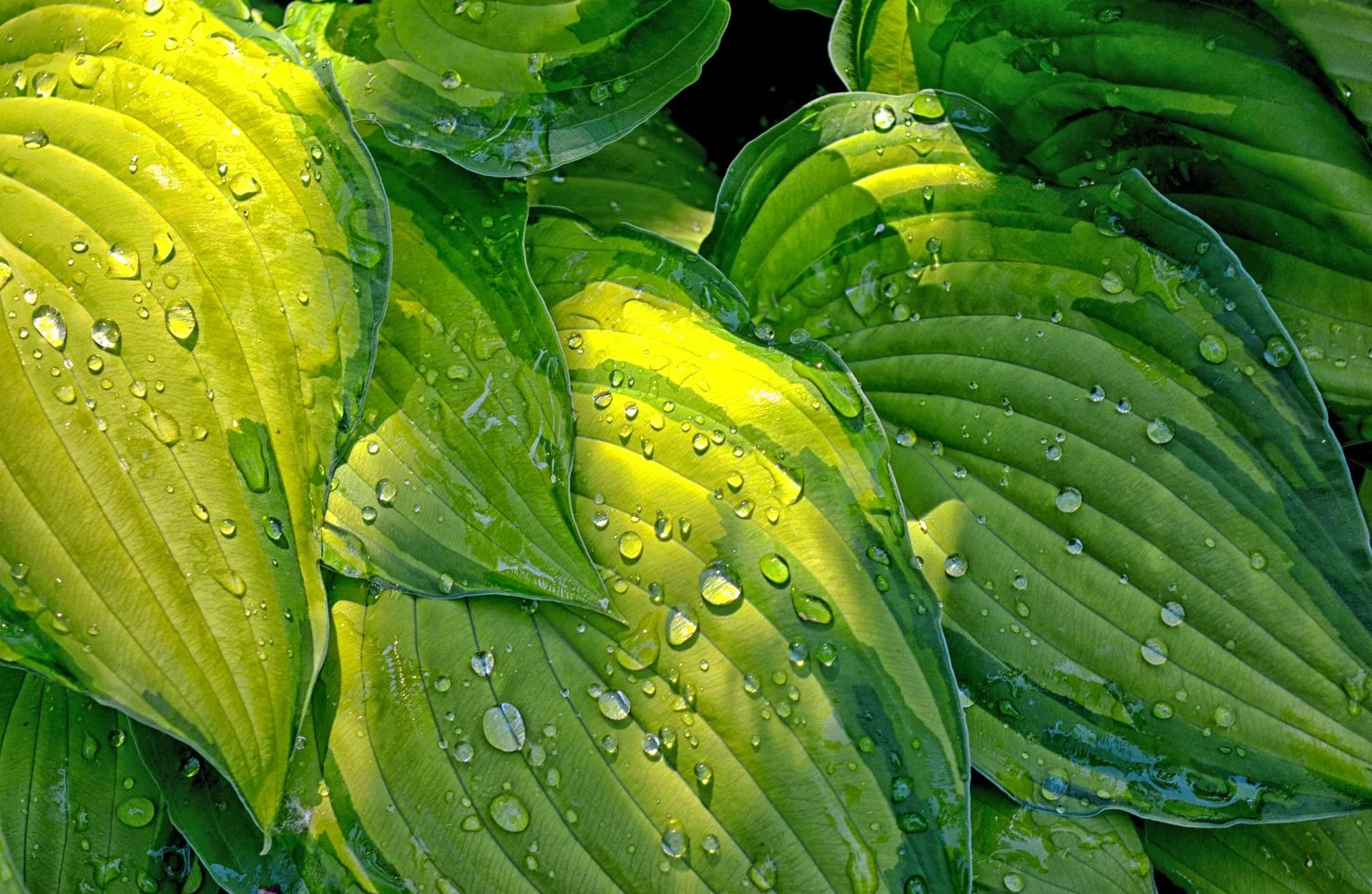 Variegated hosta foliage with raindrops (Riley Sawyered)