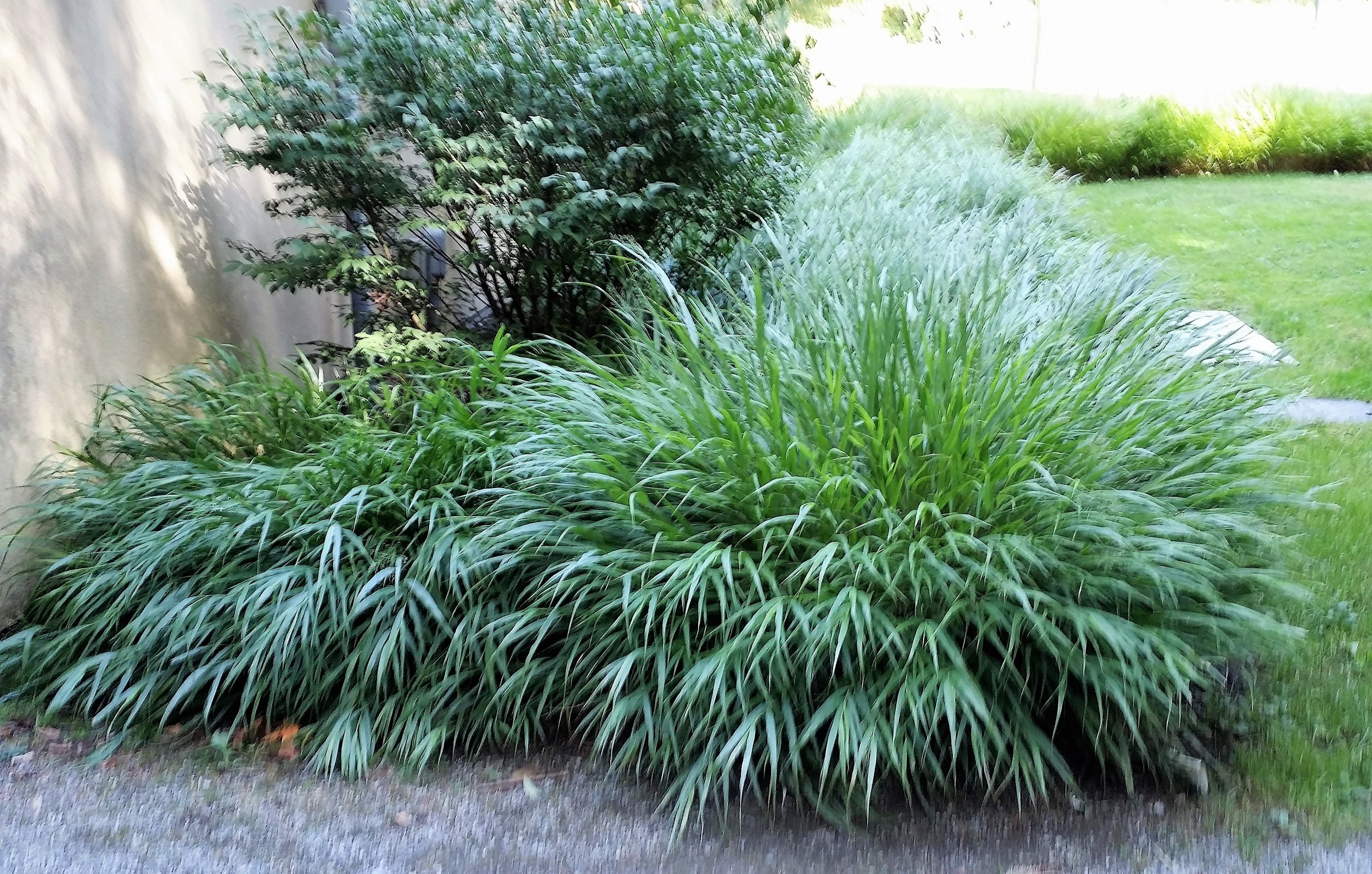 A New Way To Support The Garden Become A Member Seattle Japanese Garden