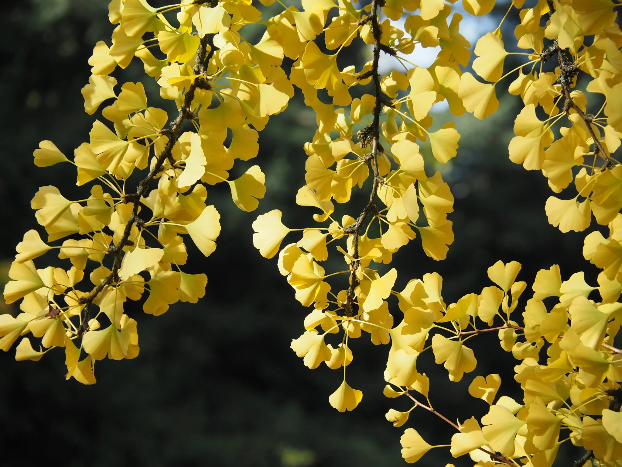 Ginkgo branches in autumn (photo by Chie Iida, 2017)