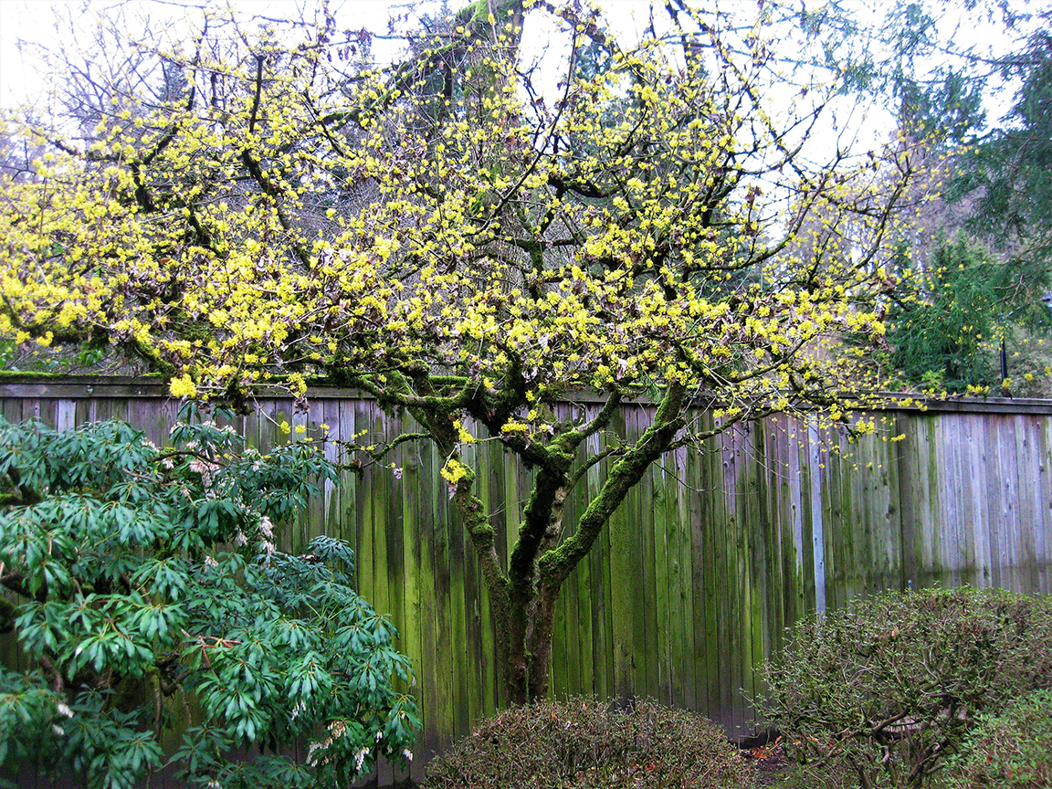 The Bright Yellow Flowers of Cornus mas are an Early Promise of Spring —  Seattle Japanese Garden