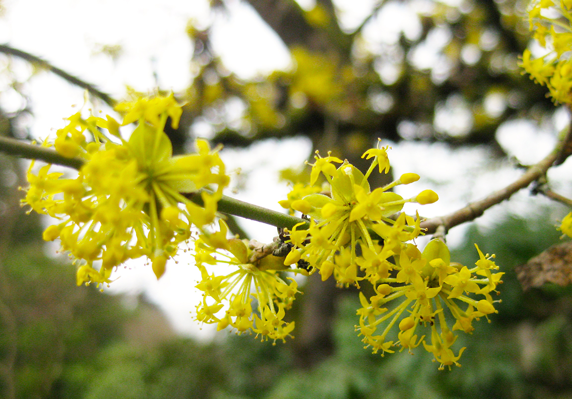 the bright yellow flowers of cornus mas are an early promise of