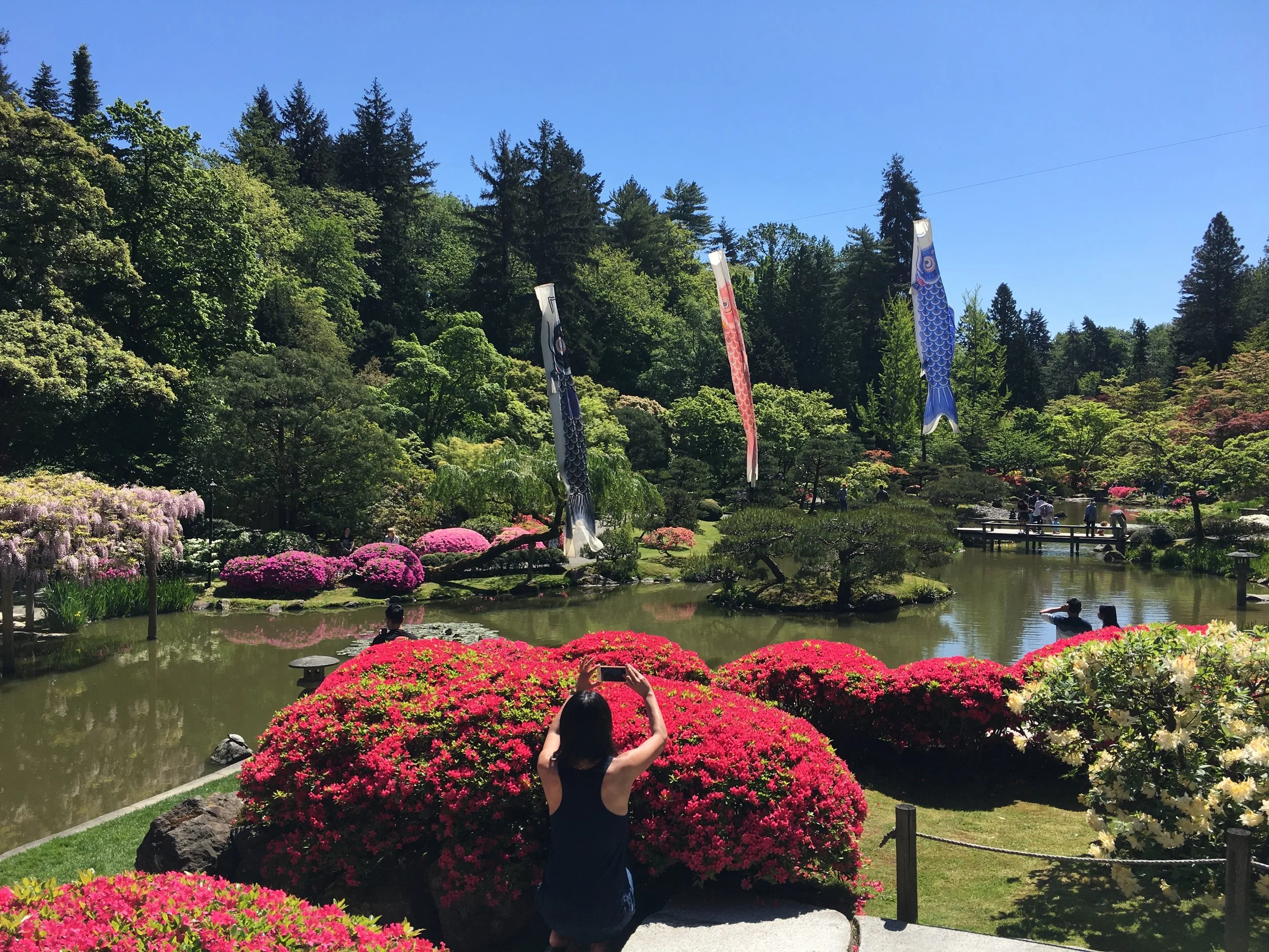 Family Saturday May: Koi Day