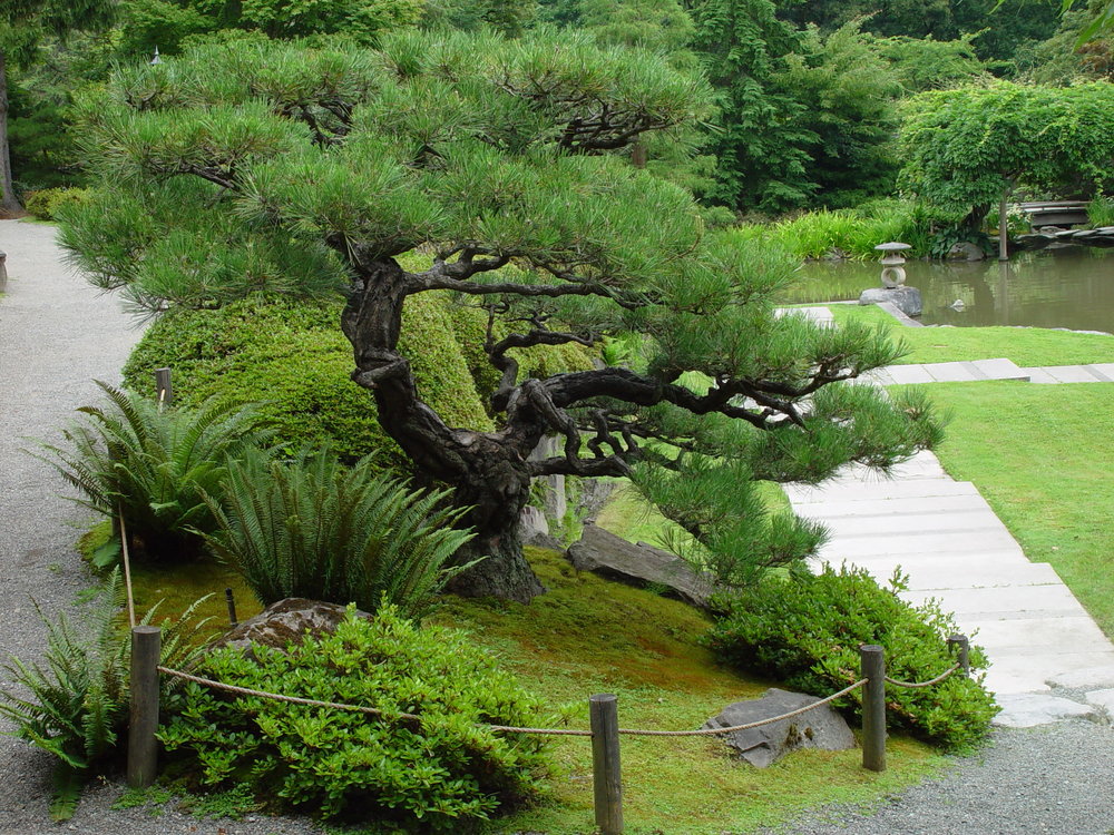 Pine Trees Part One Beloved Conifers Seattle Japanese Garden