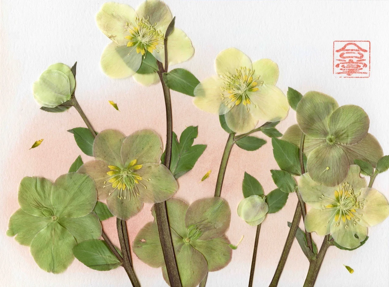 hellebore.jpg