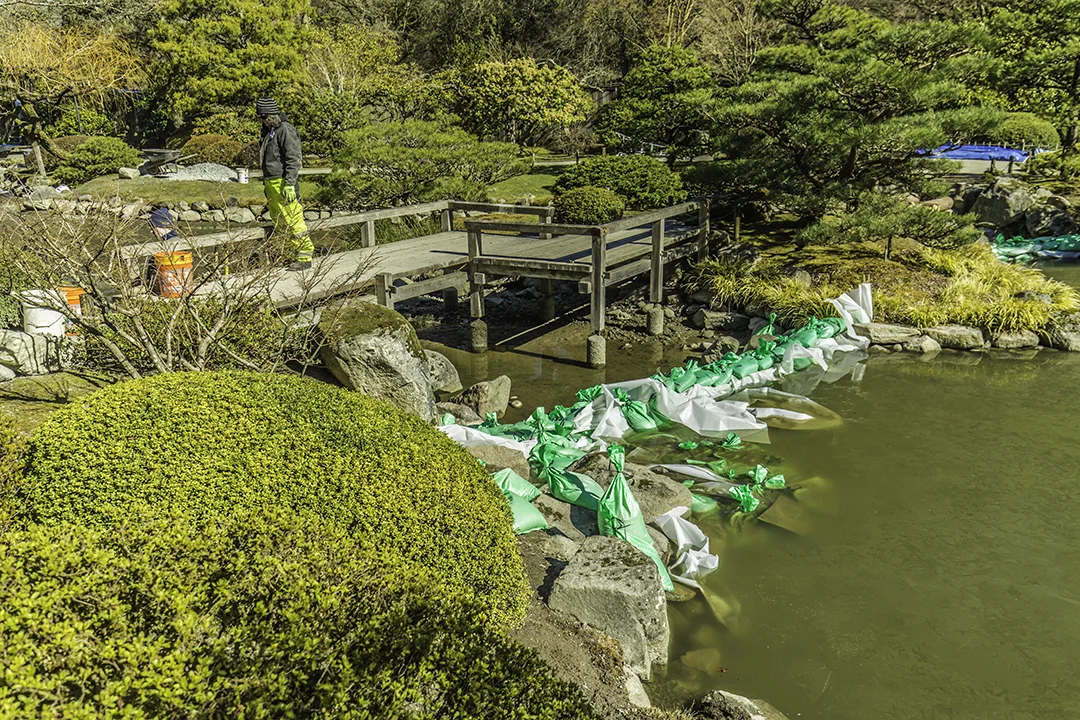The pond was dammed, and the fish temporarily relocated to the south half during the project. (Photo: David Rosen/Slickpix Photography)