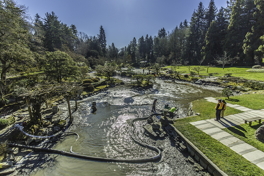 Behind the Closed Gates, Major Renovation Projects Are Happening at Seattle Japanese Garden