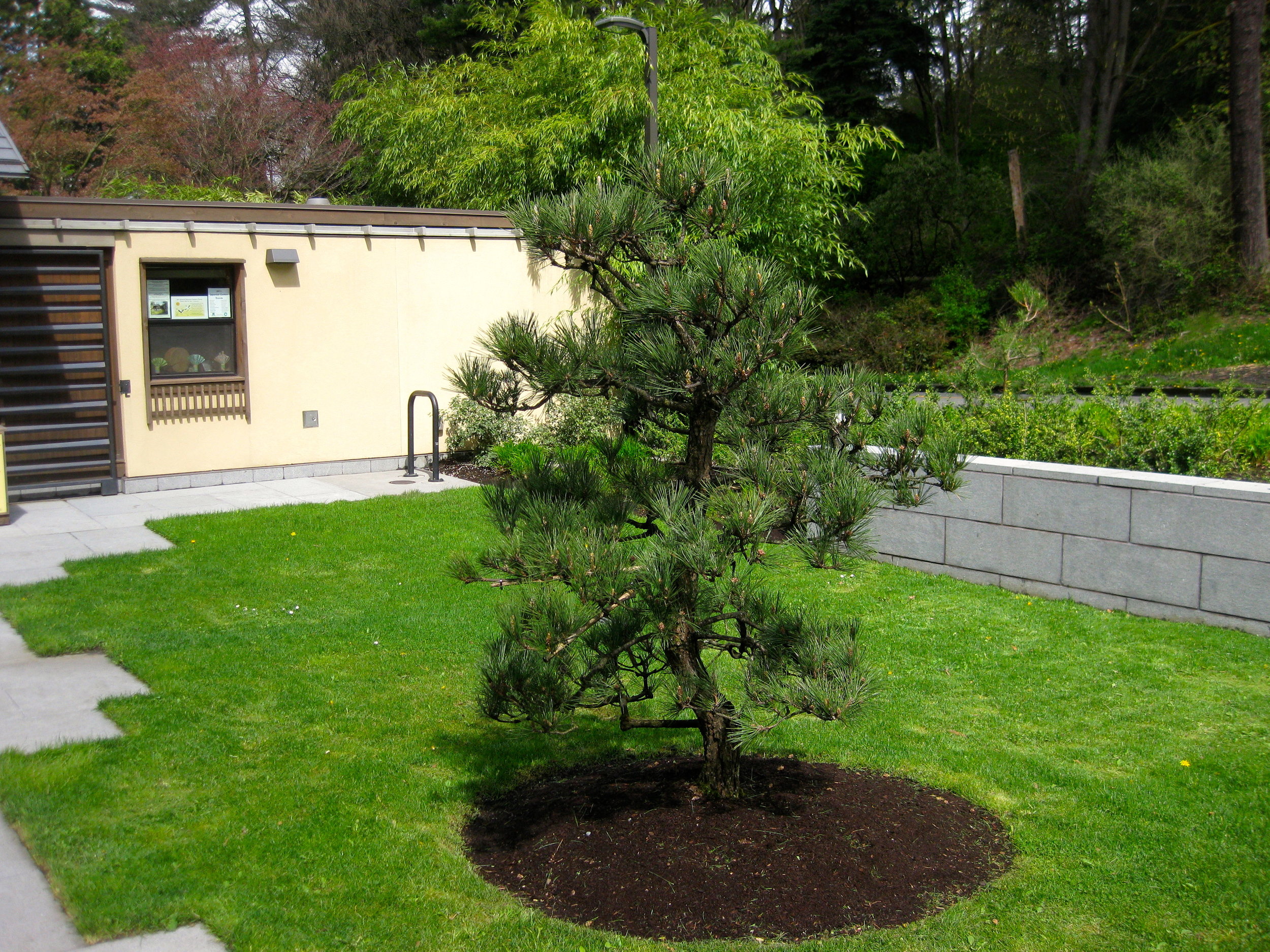 10 Types of Pine Trees for Your Landscaping