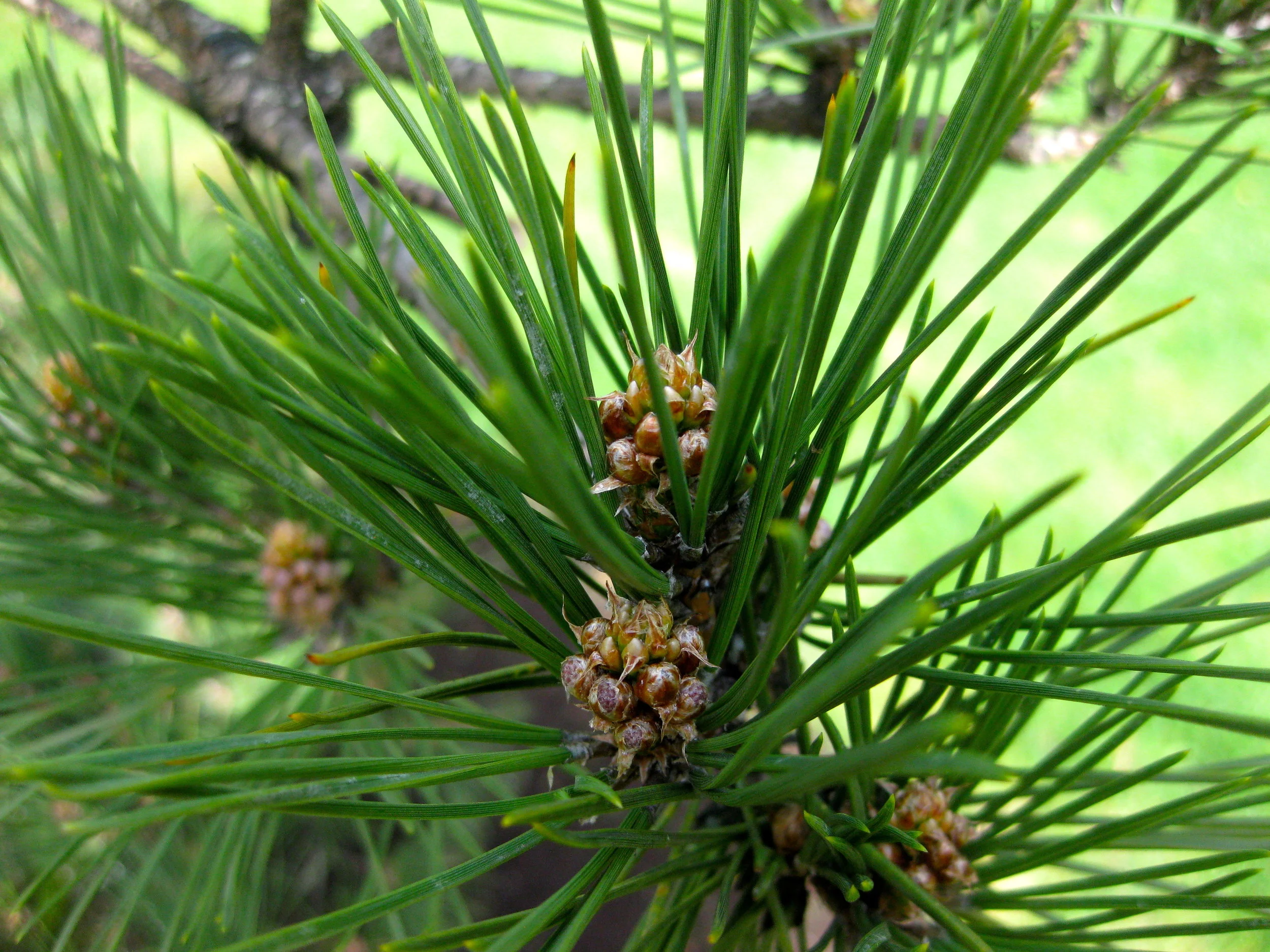 Needles of Japanese black pine. (photo: Aleks Monk)