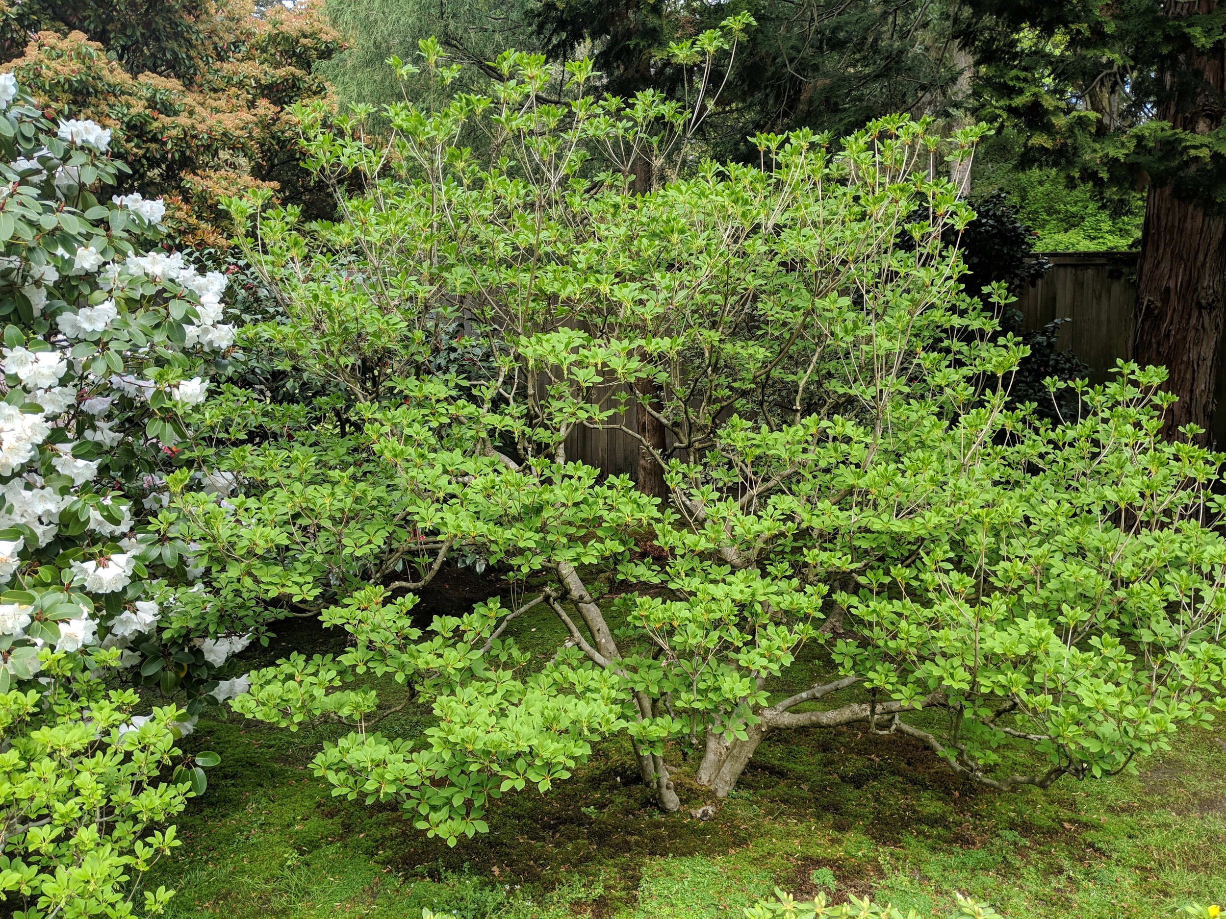 Image of E. campanulatus (Japanese enkianthus) shrub