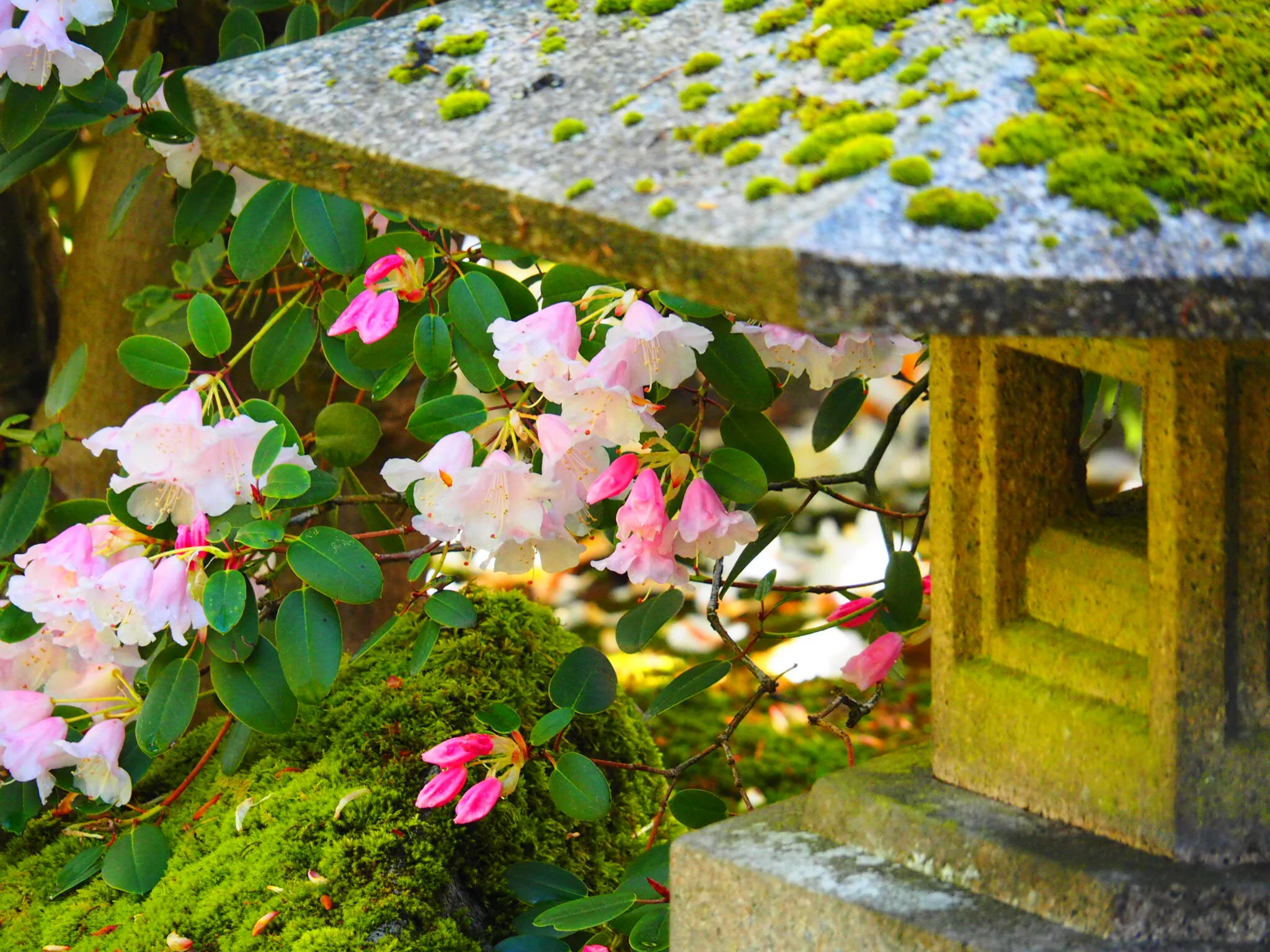 May Lantern Hours