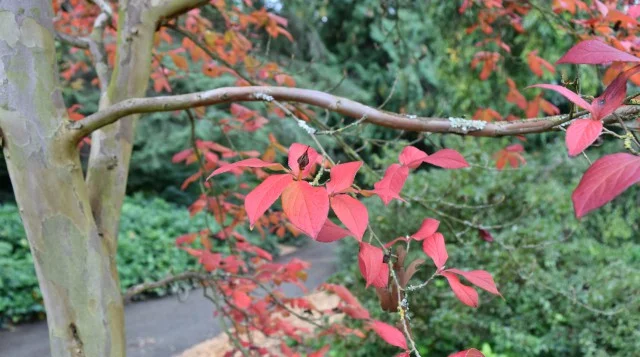 Fall foliage on the new Stewartia pseudocamellia at the north end of the Arboretum’s Azalea Way (photo: Niall Dunne, in the Winter 2018 issue of the WPA Arboretum Bulletin )
