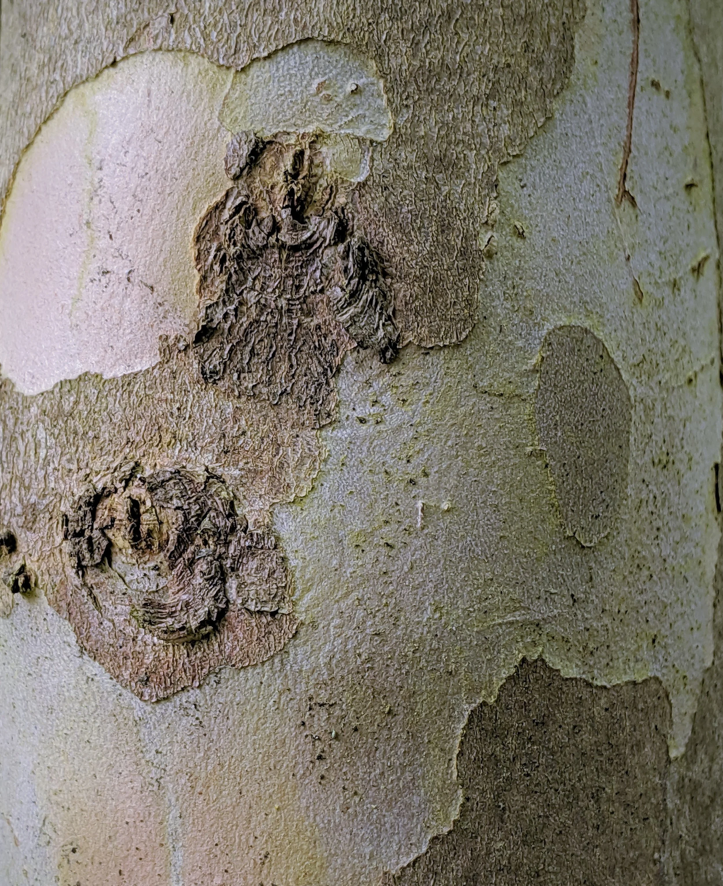 Peeling bark on a fairly young Japanese stewartia growing in my garden (photo: Corinne Kennedy)