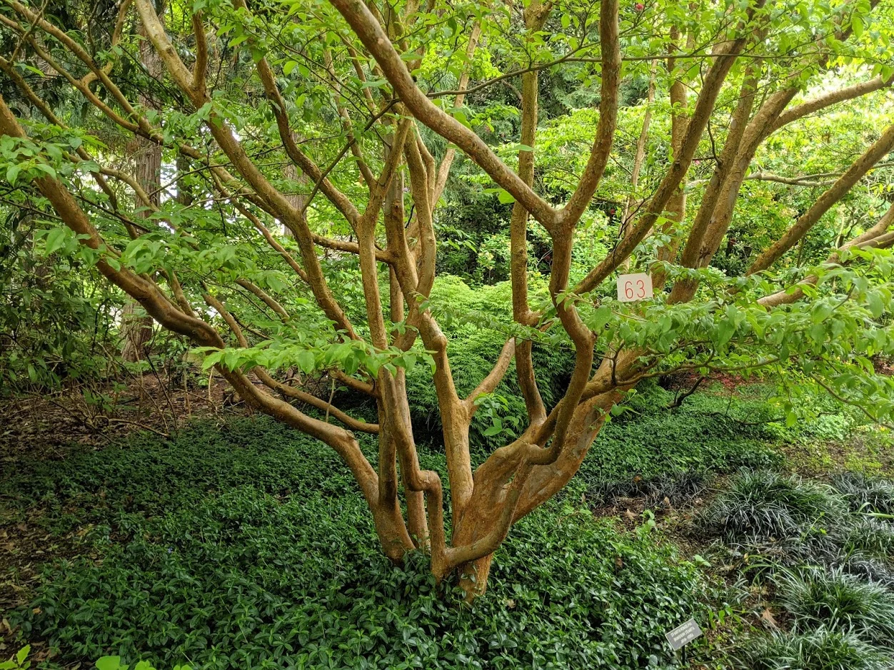 Matured specimen of Stewartia monadelpha with deeper cinnamon-orange bark at the Carl S. English Jr. Botanical Garden, Seattle (photos: Corinne Kennedy)