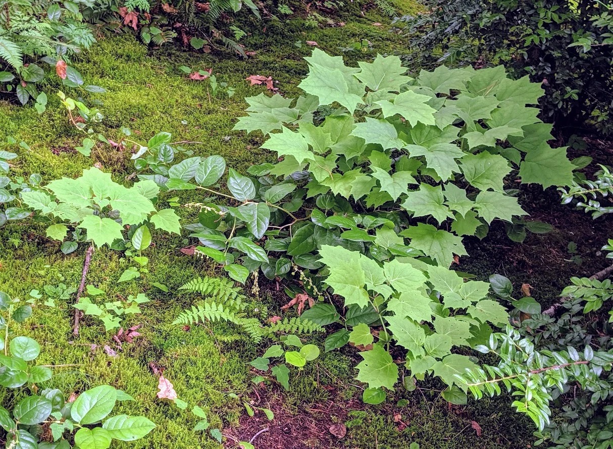 Yellow wax bells in Area ZZW of the Seattle Japanese Garden. (photo: Corinne Kennedy, July 11, 2019)