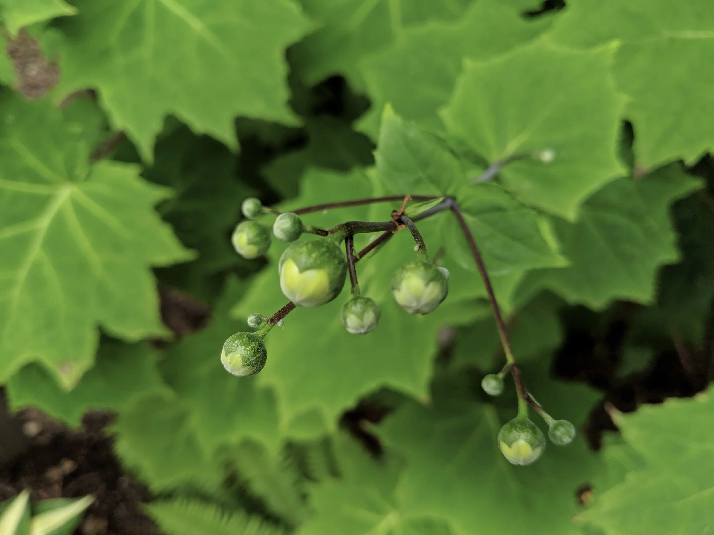 Flower buds of yellow wax bells in my own garden. (photo: Corinne Kennedy)
