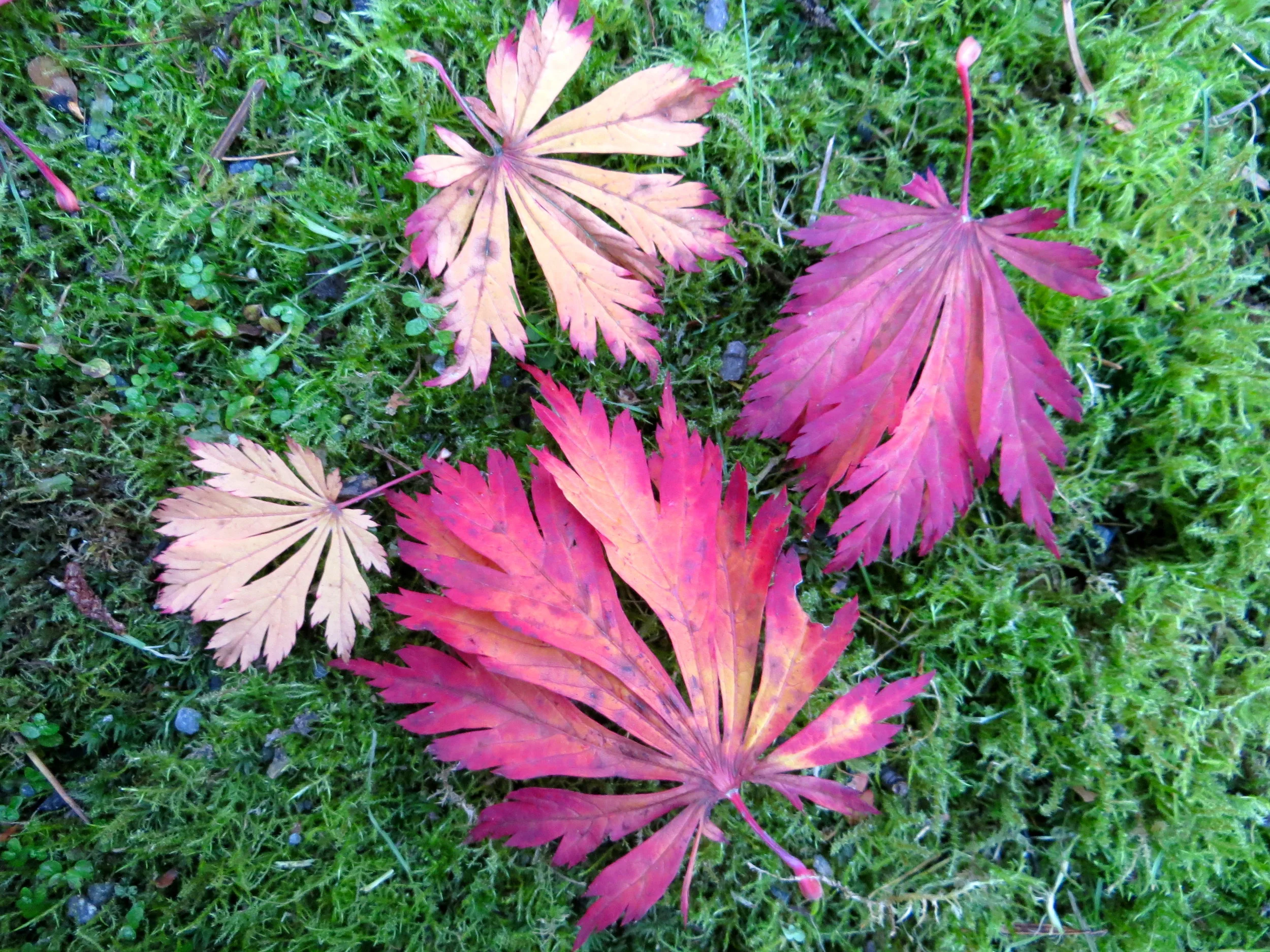 Fern-leaf Full Moon Maple Has Bold Foliage and Brilliant Fall Colors