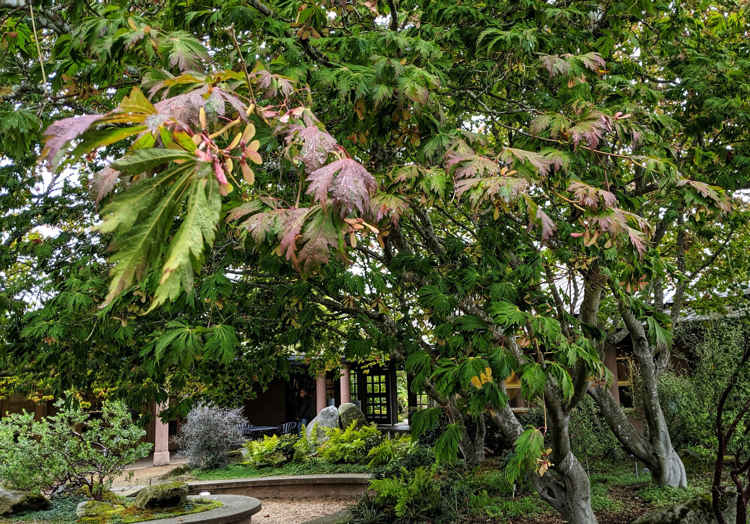 In late September, fern-leaf full moon maple is beginning to show fall color in the McVay Courtyard at the Center for Urban Horticulture. (photo: Corinne Kennedy)