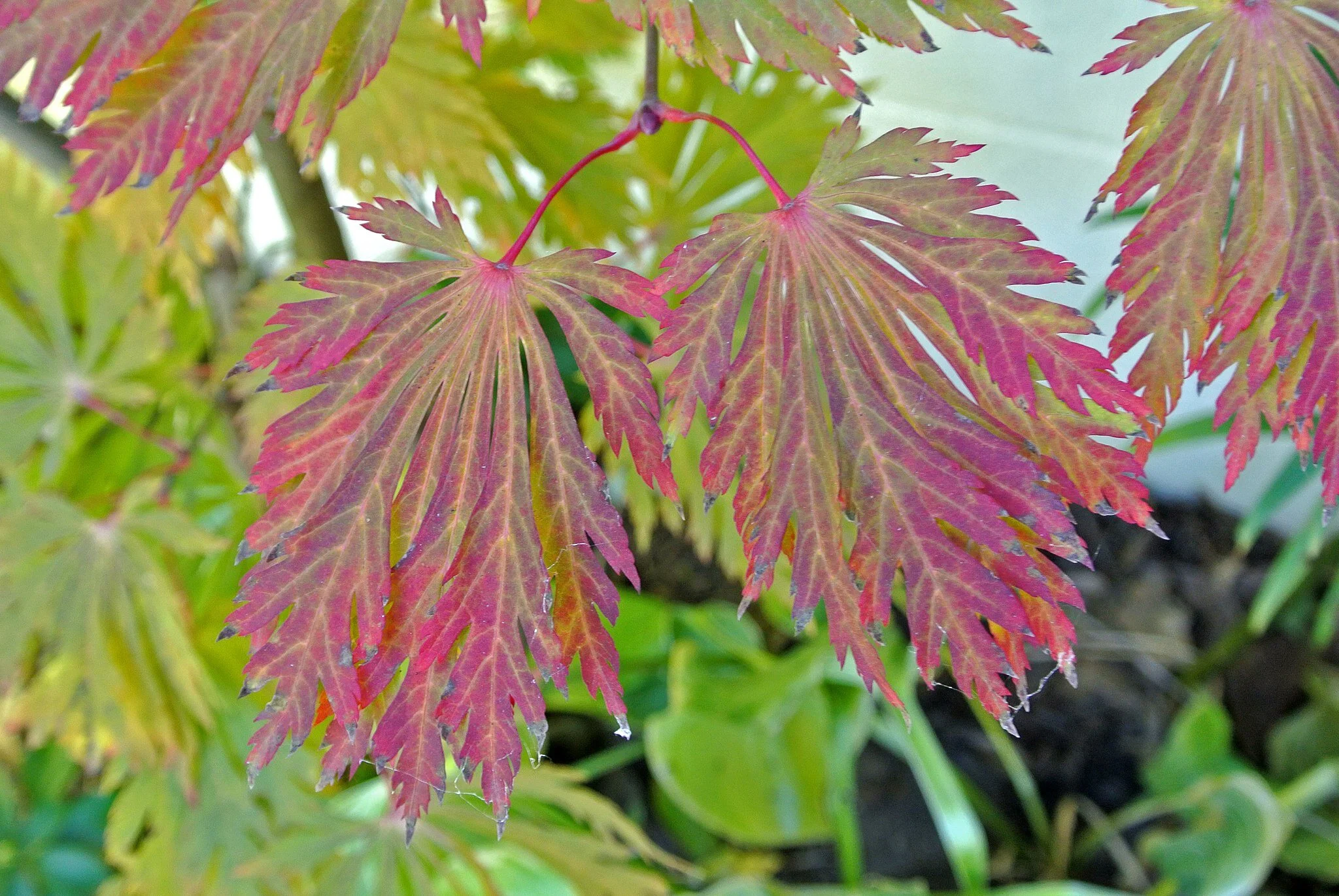 The showy fall colors of fern-leaf full moon maple – “dancing peacock maple” in Japanese. (photo: James Steakley, Creative Commons Attribution-Share Alike 3.0 Unported license)