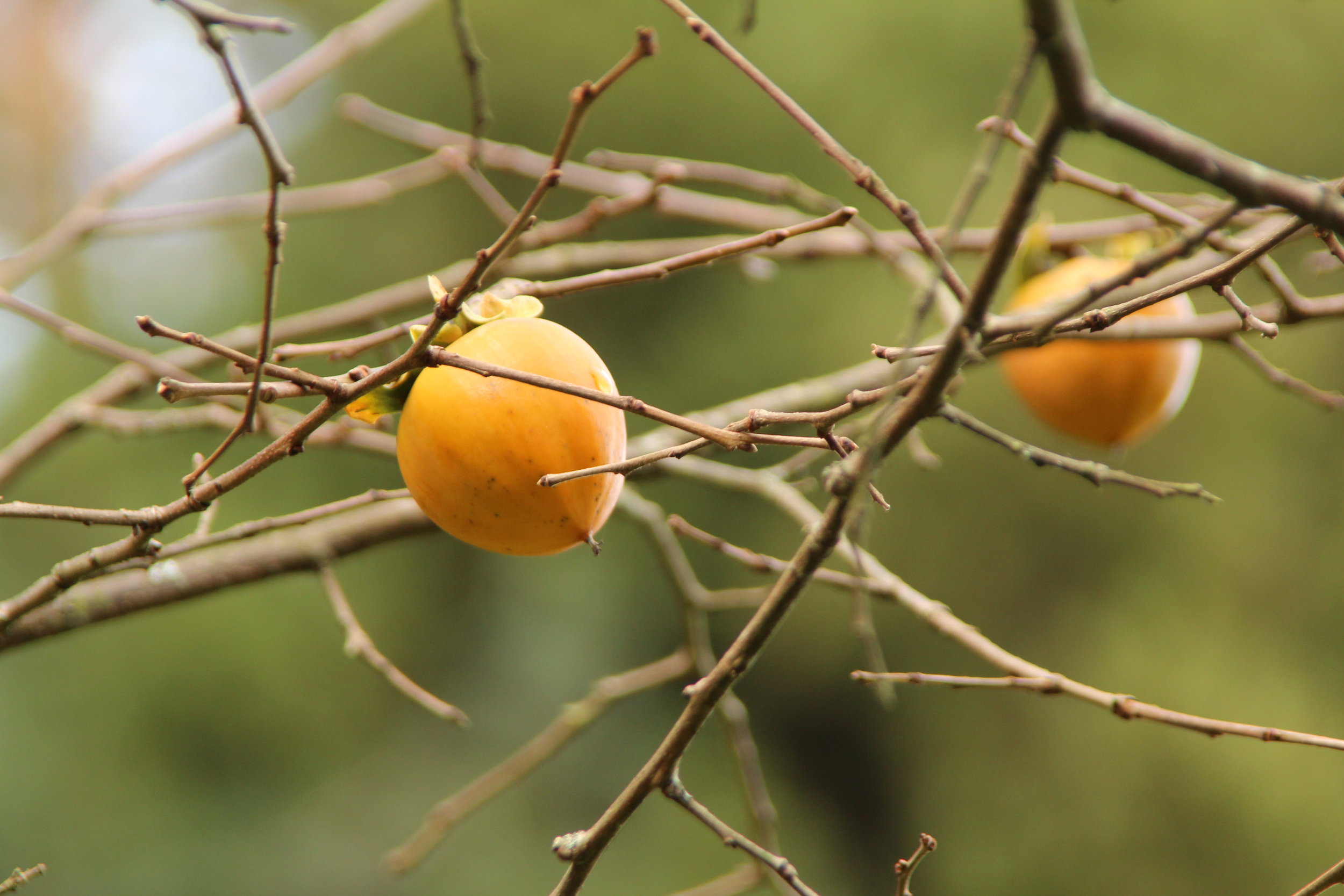 Persimmon: The Divine Fruit of Autumn
