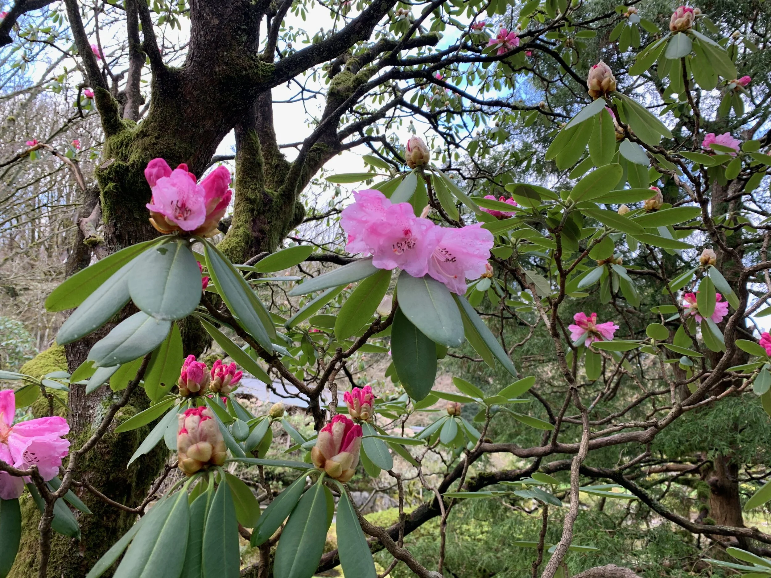In Bloom: Rhododendron sutchuenense has early pink blooms and a majestic treelike habit