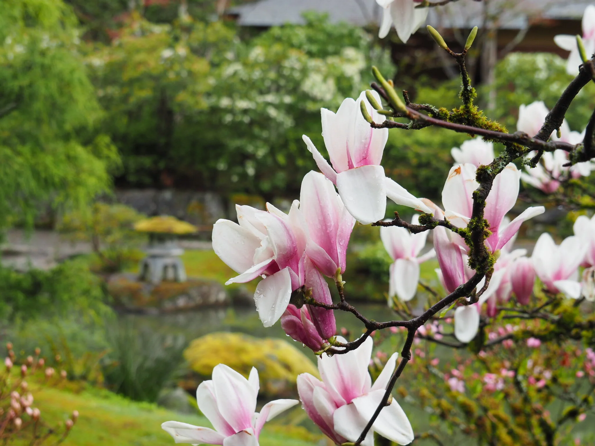 In Bloom: An Ancient Genus with Lovely Tulip-shaped Blooms